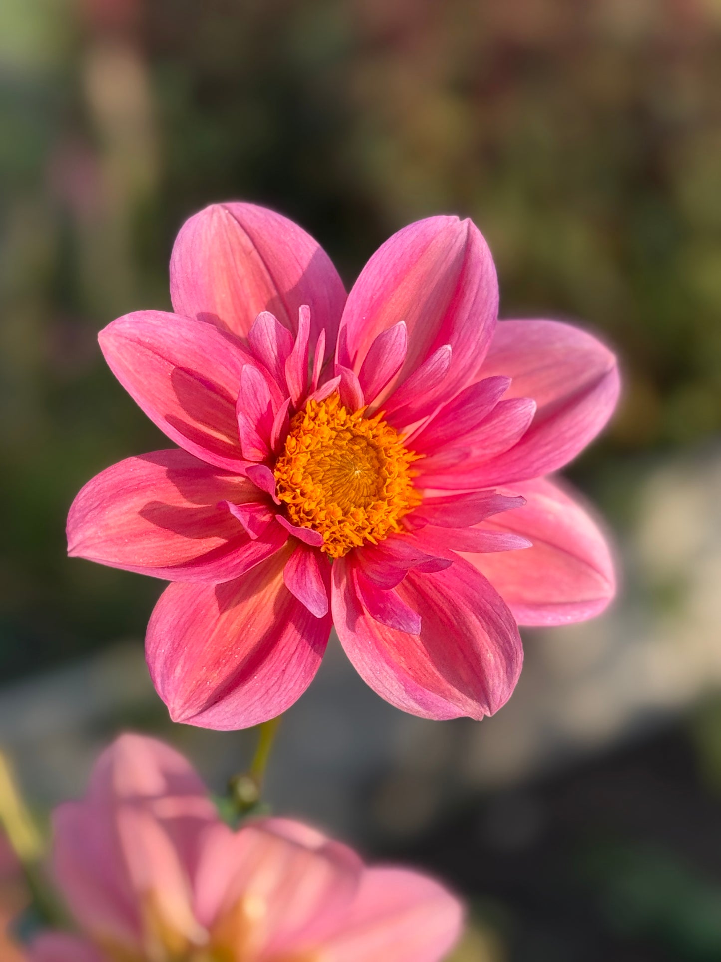 Collarette Dahlia Seeds