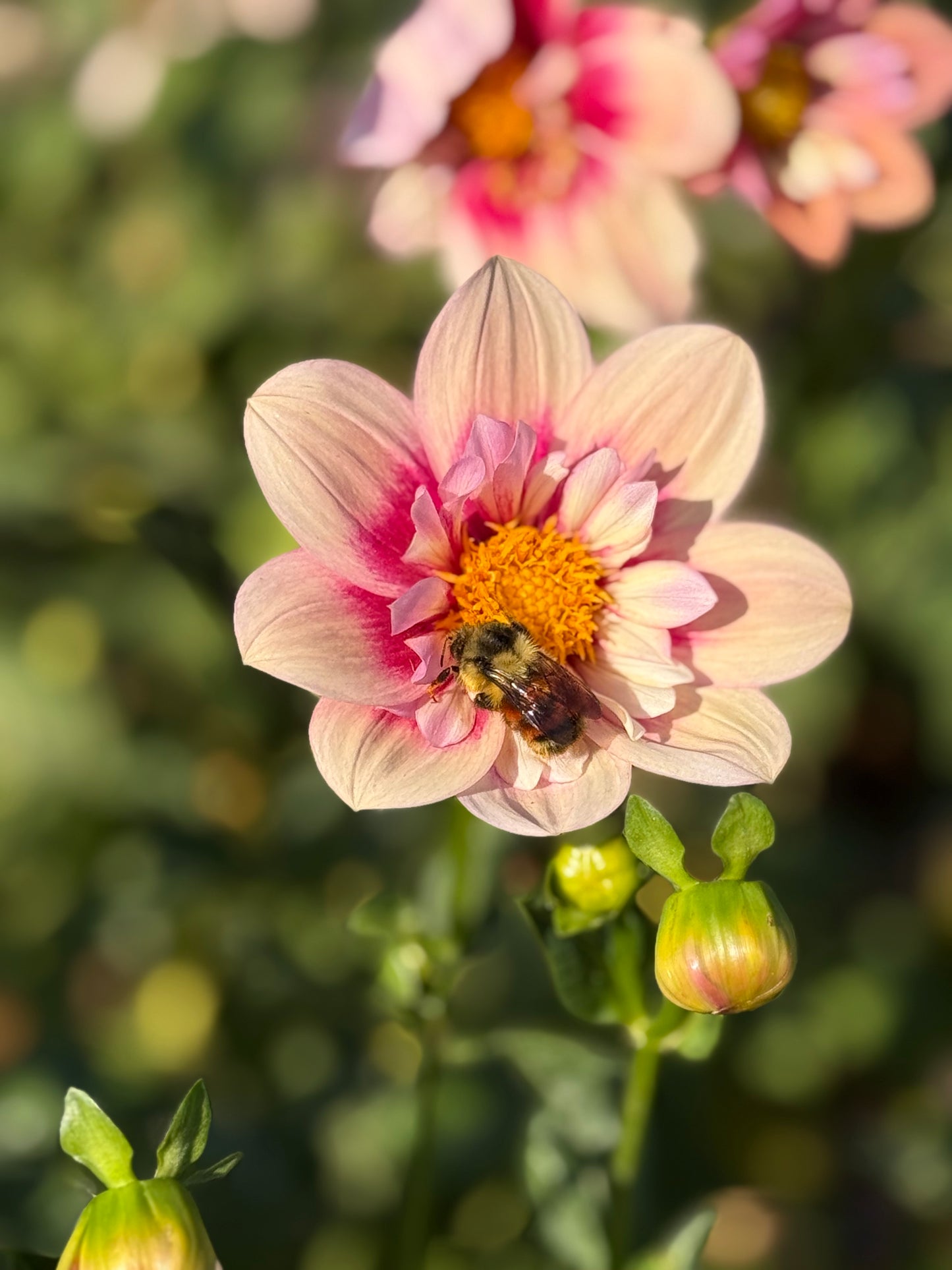 Collarette Dahlia Seeds