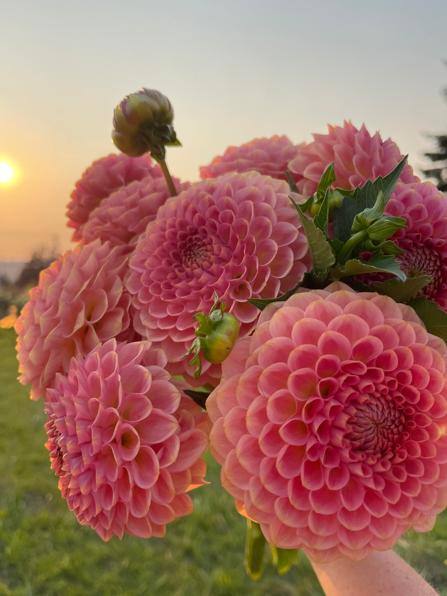 20th Ave Softer Peach