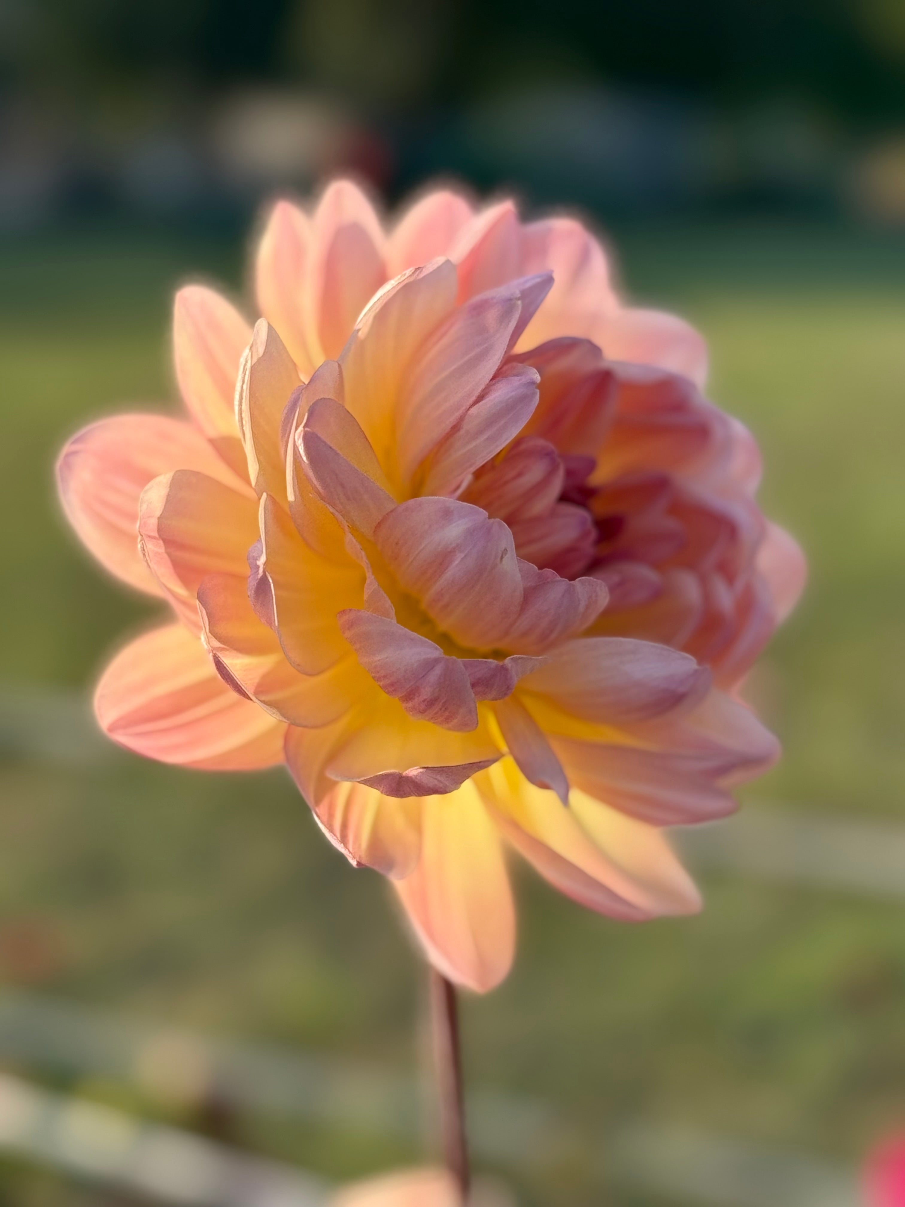 Sandia Bliss – Muddy Hill Flower Farm