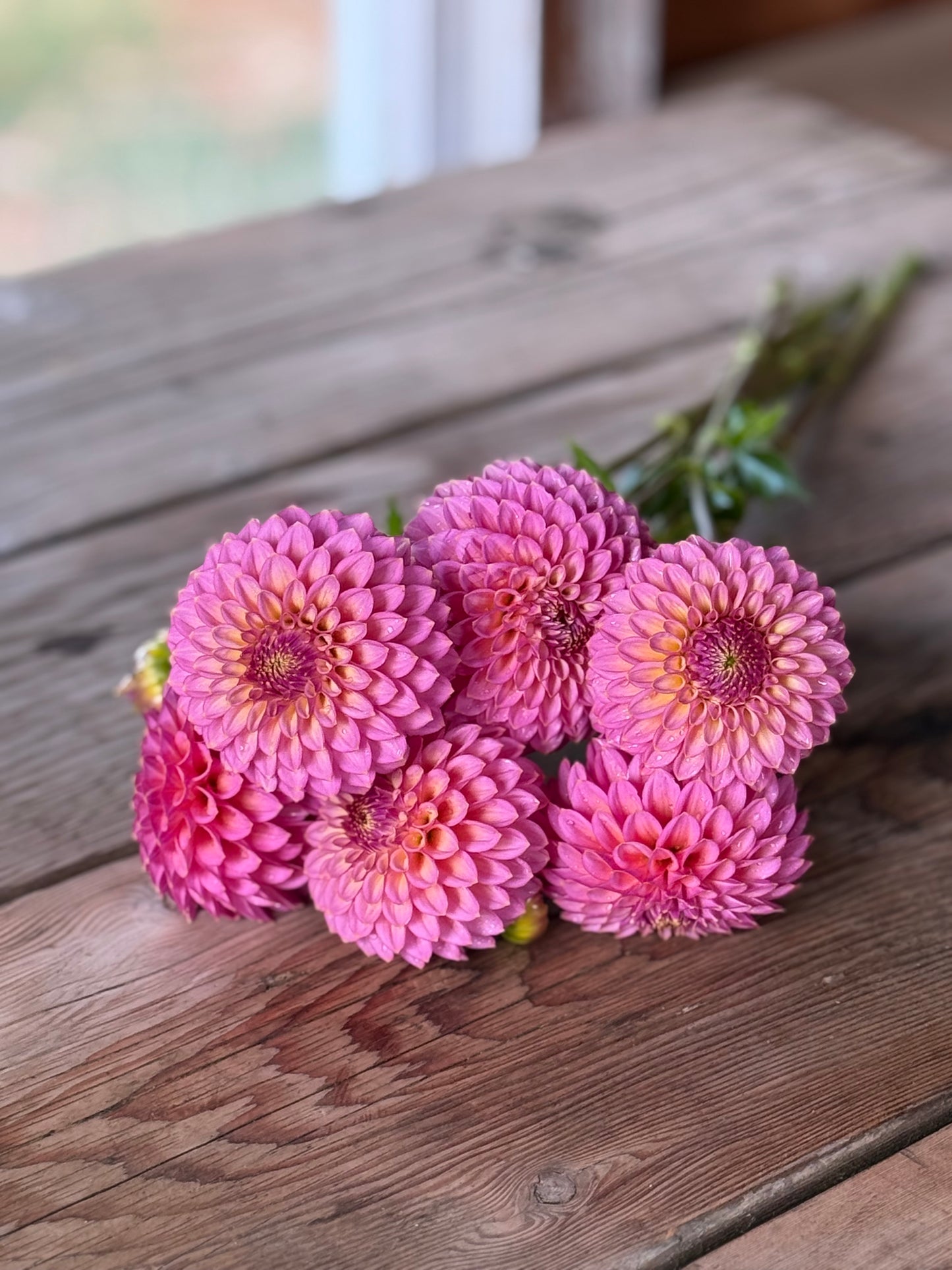 Skipley Spot of Gold