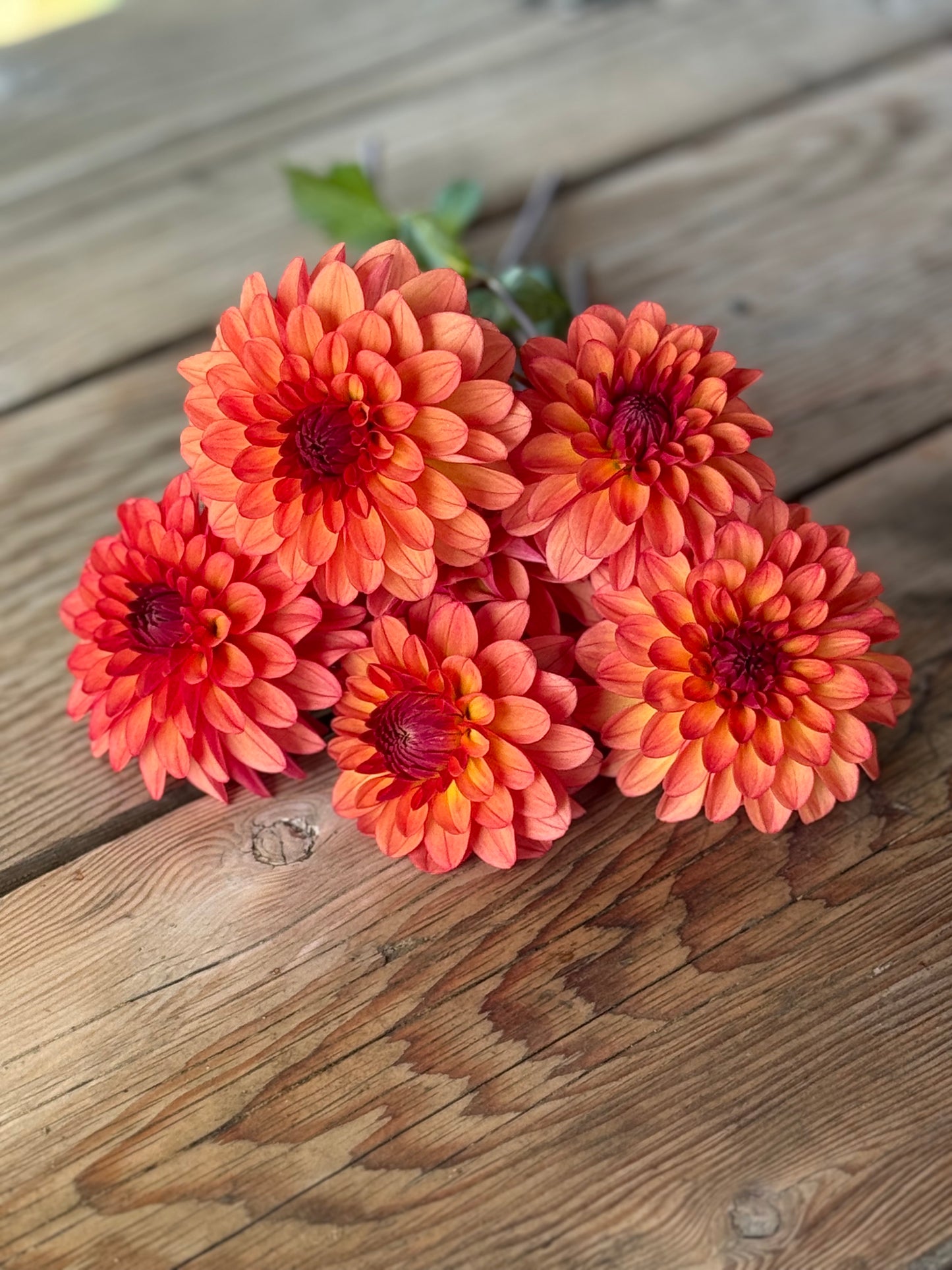 Bloomquist Footloose