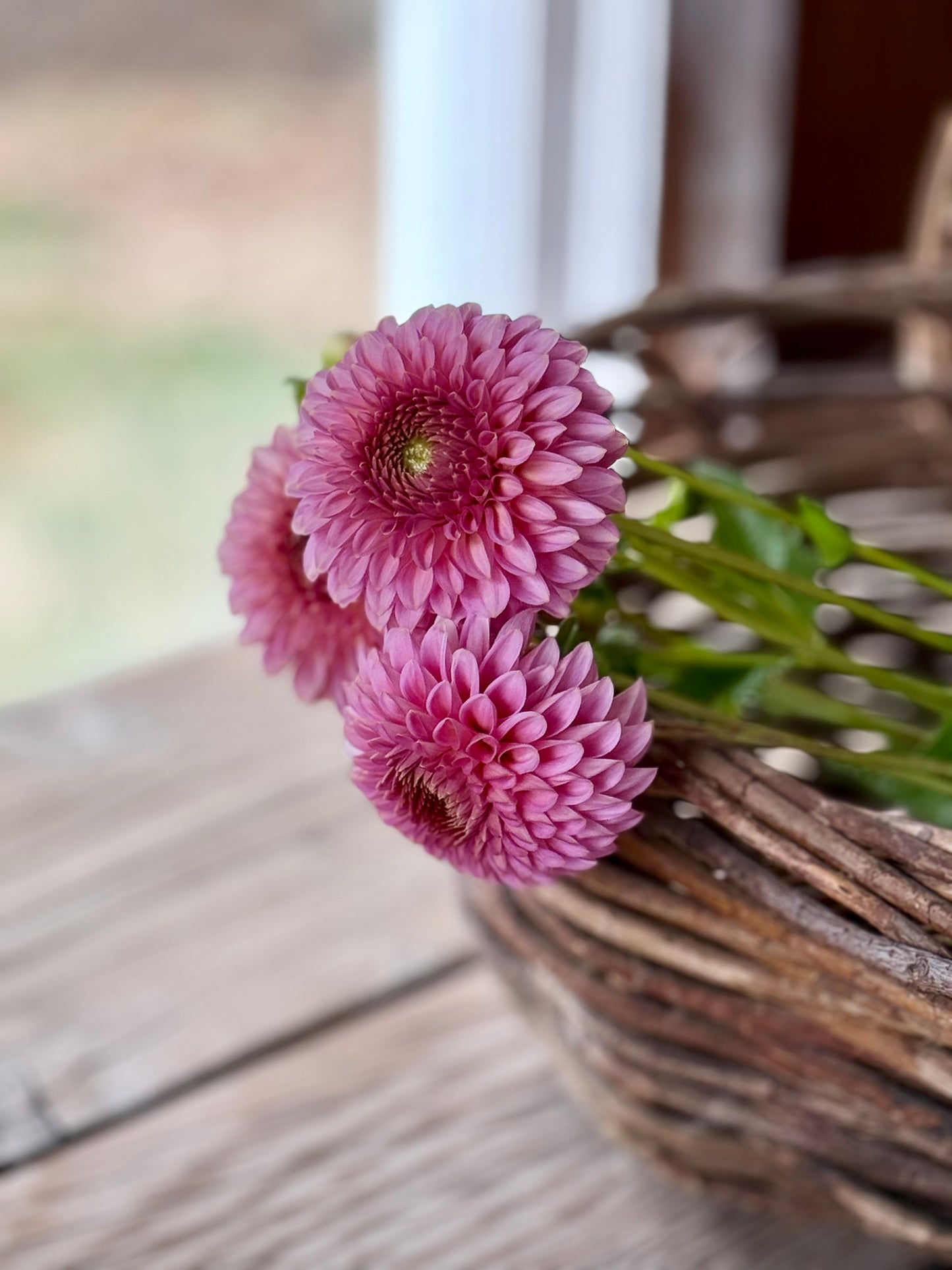 Bloomquist Pink Parfait