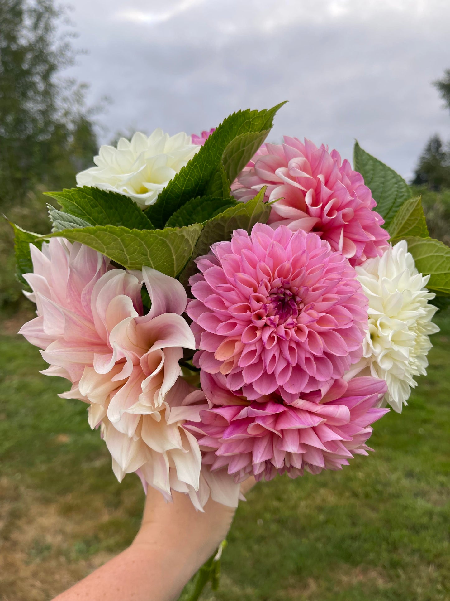 2025 Dahlia Subscription