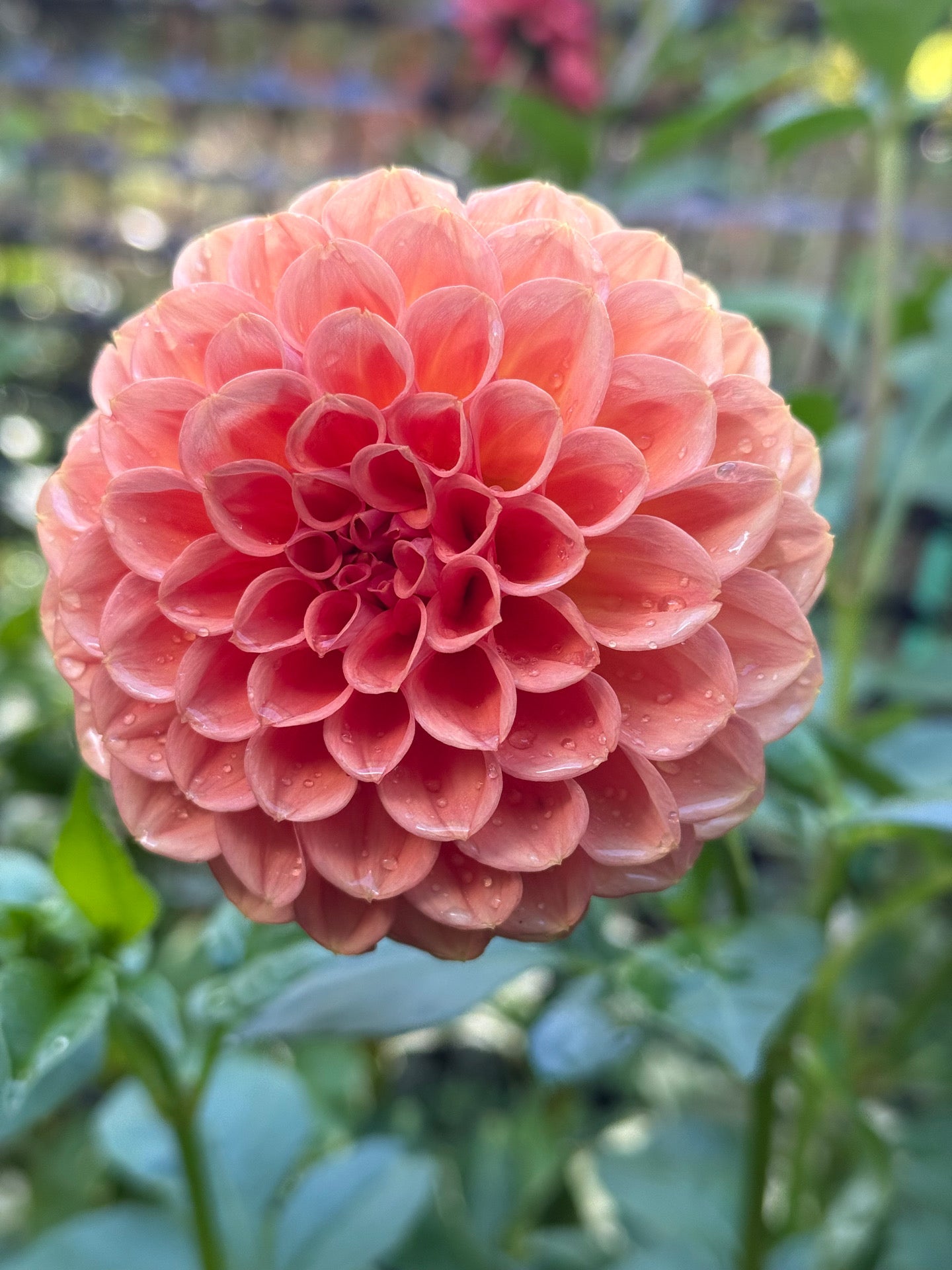 Ferncliff Apricot