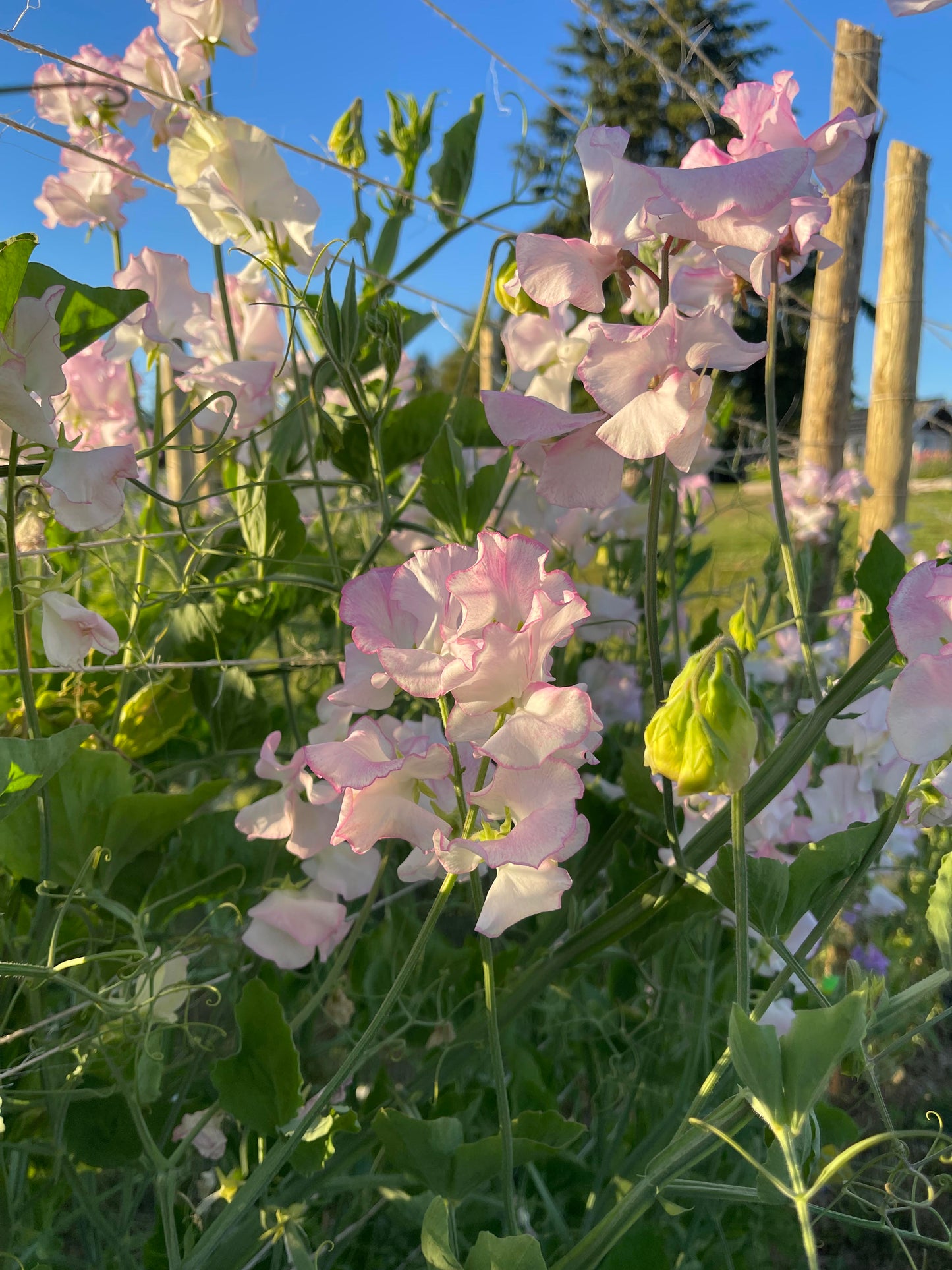 Sweet Pea Queen of Hearts