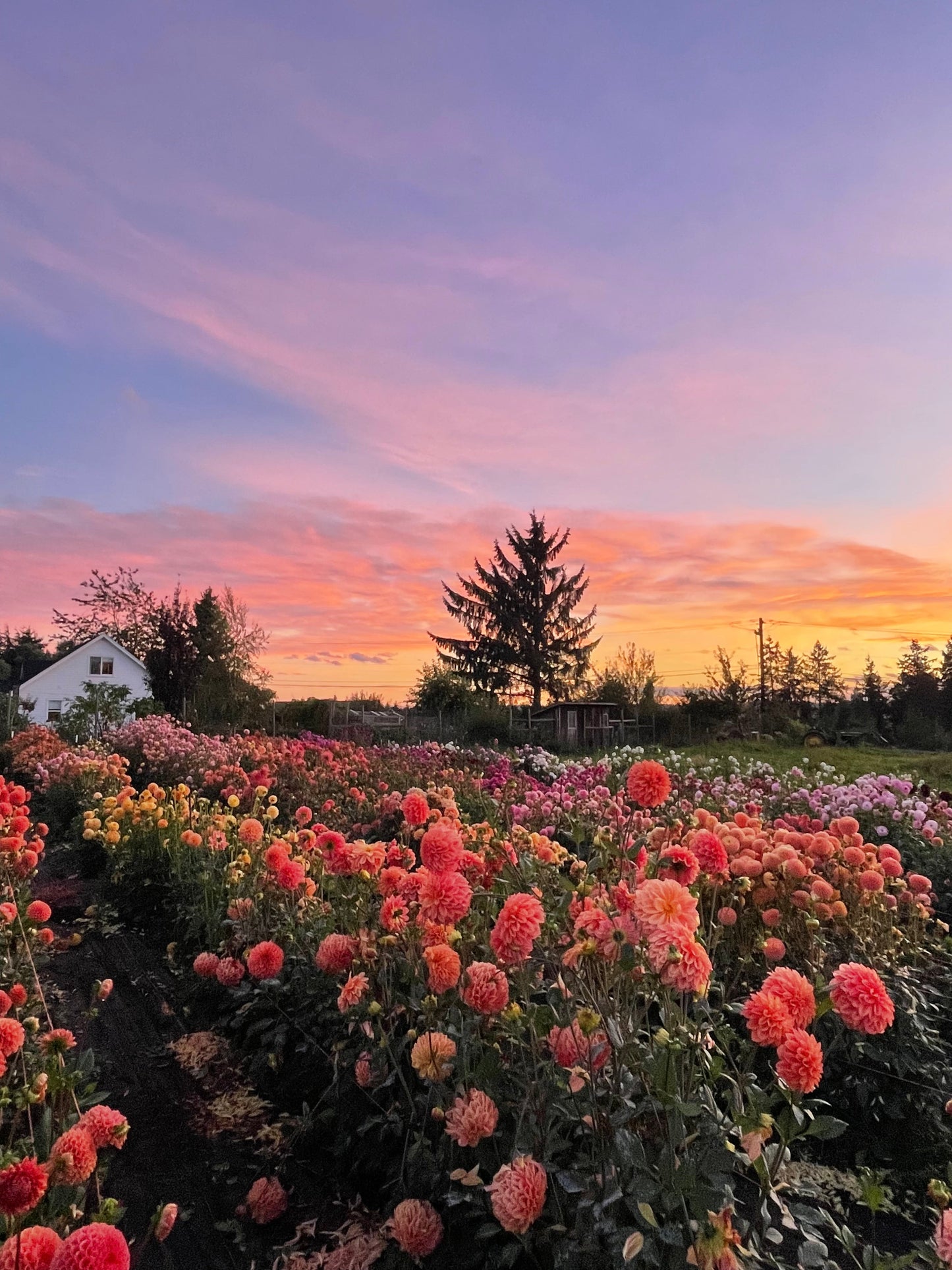 Mystery Dahlia 5-Pack