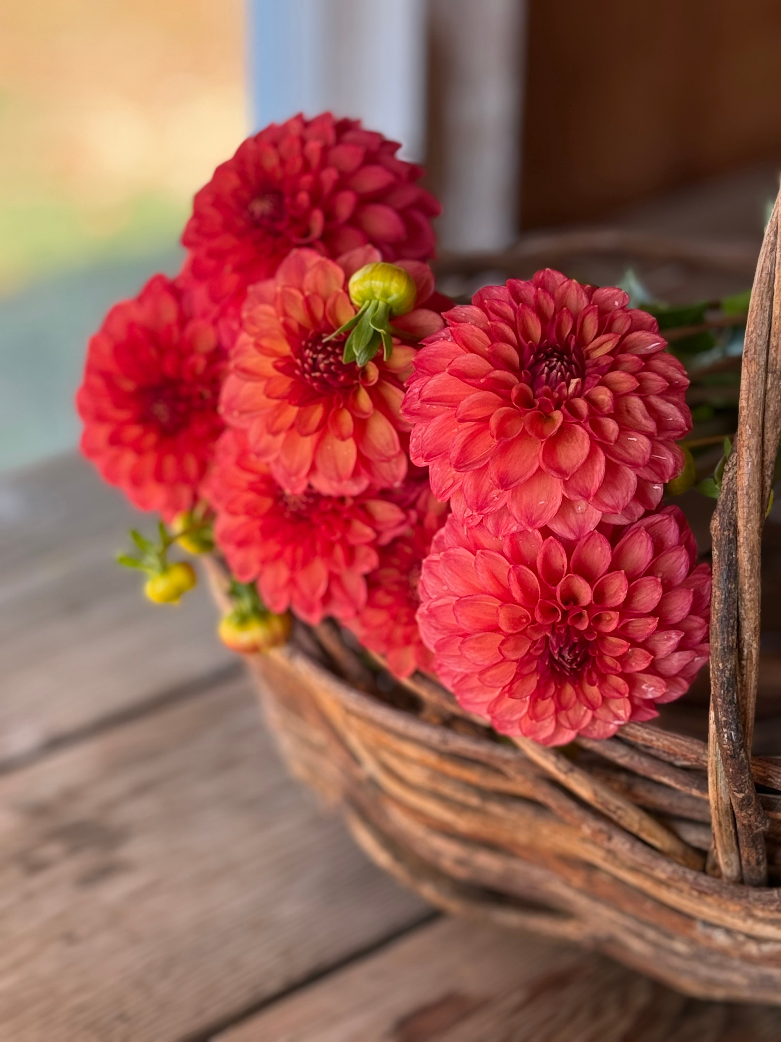 Lakeview Lucky – Muddy Hill Flower Farm
