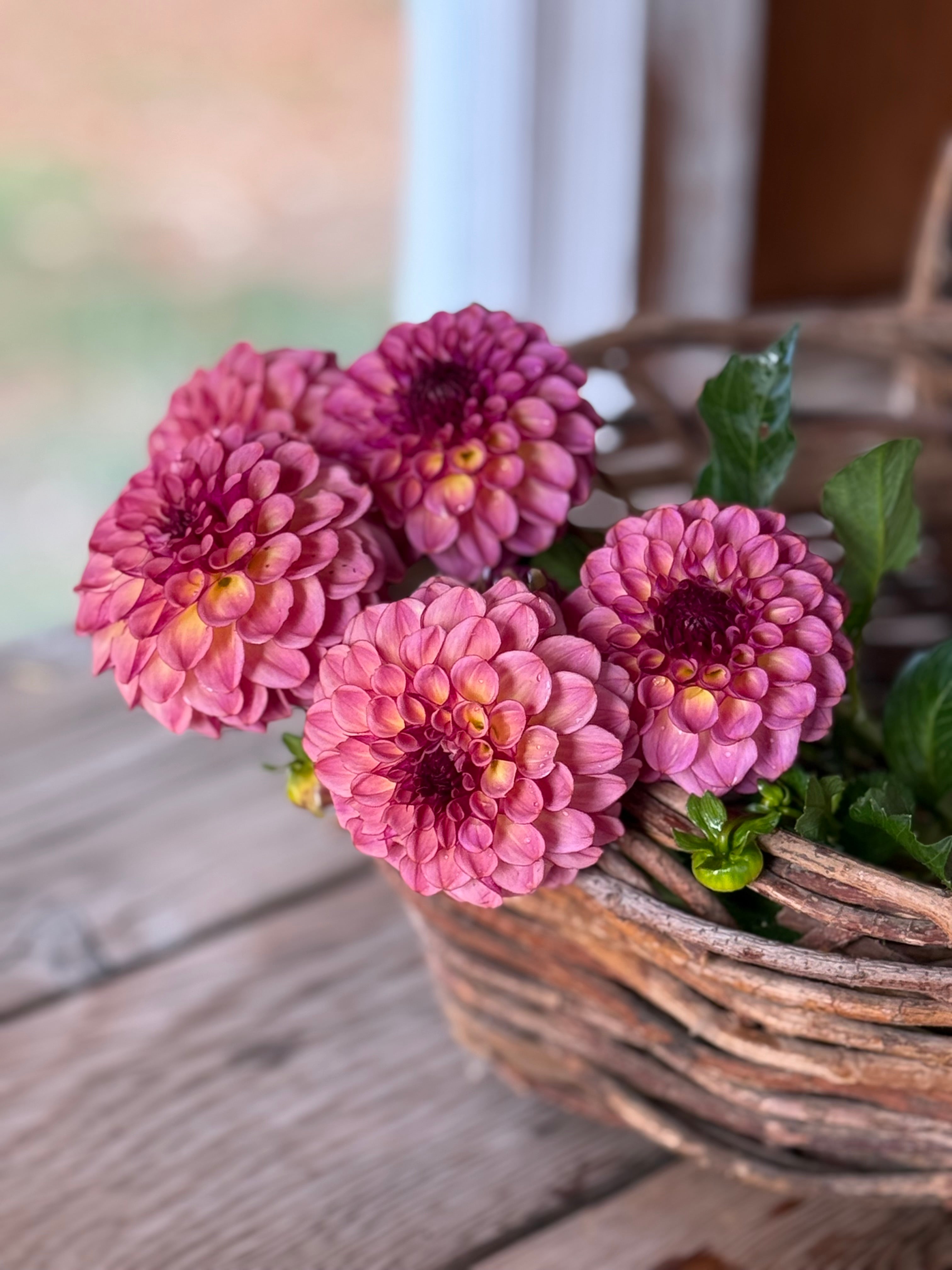 Dahlia Tubers – Page 4 – Muddy Hill Flower Farm