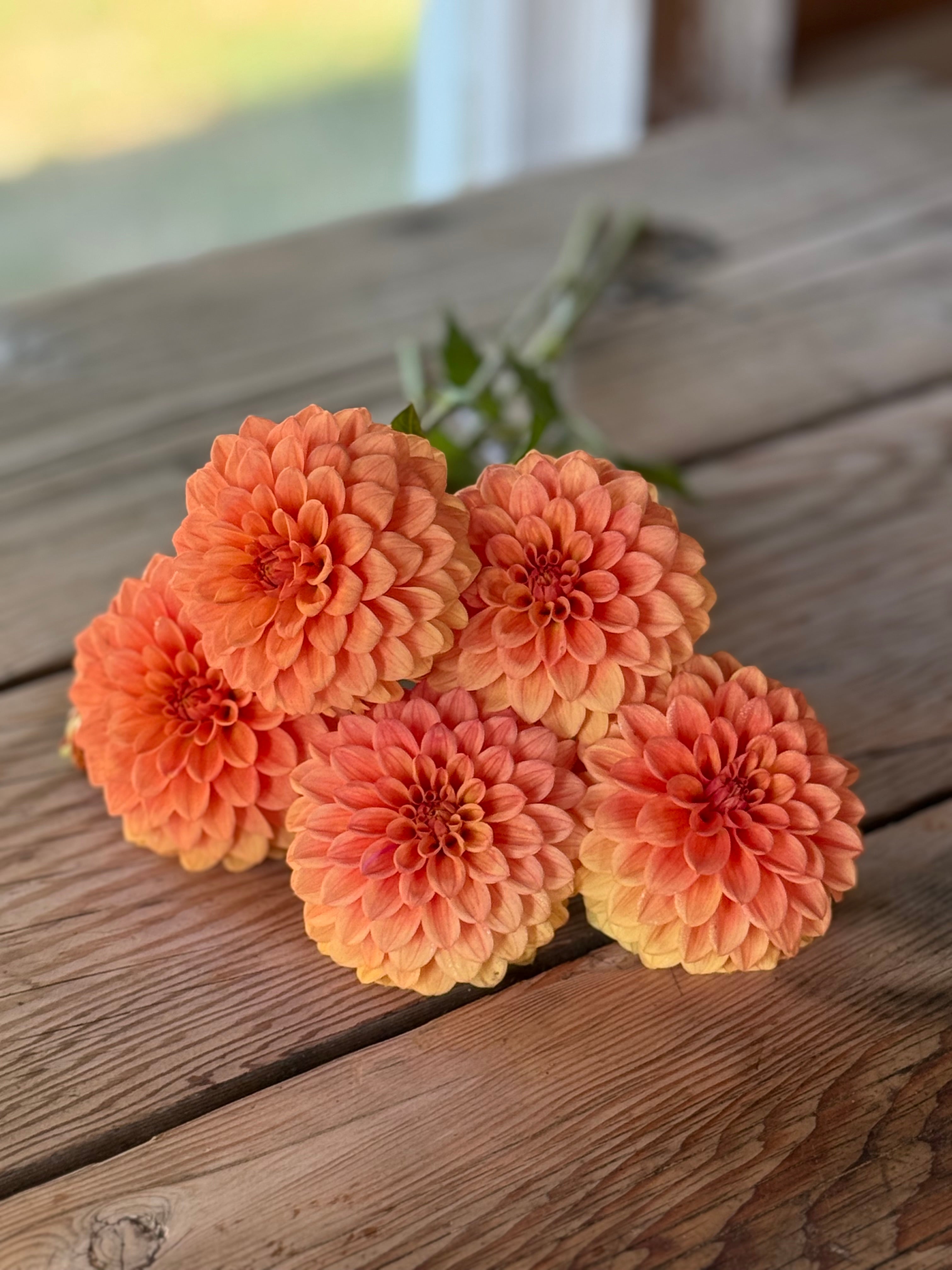 Mission Zest – Muddy Hill Flower Farm