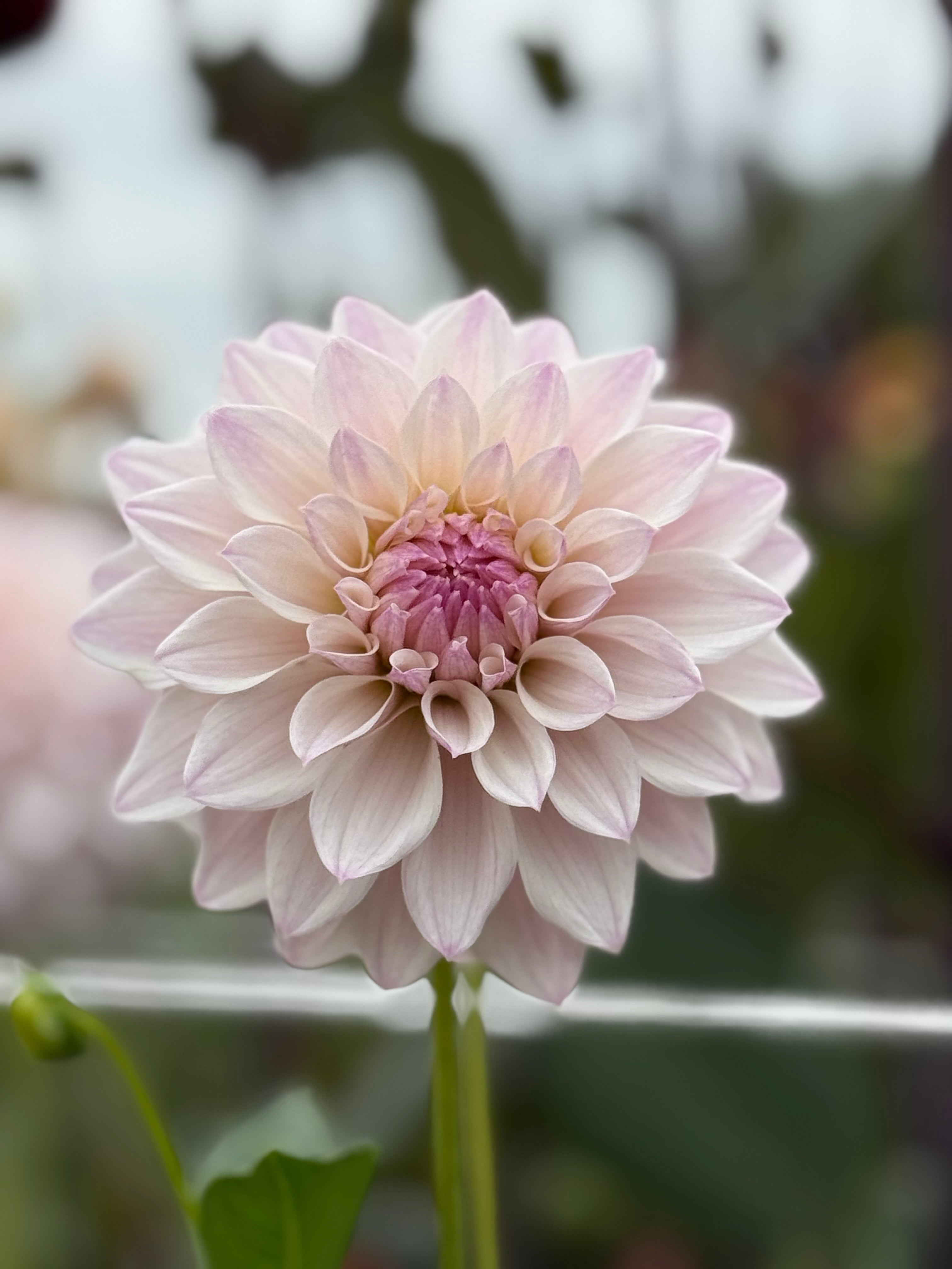Bloomquist Compare – Muddy Hill Flower Farm