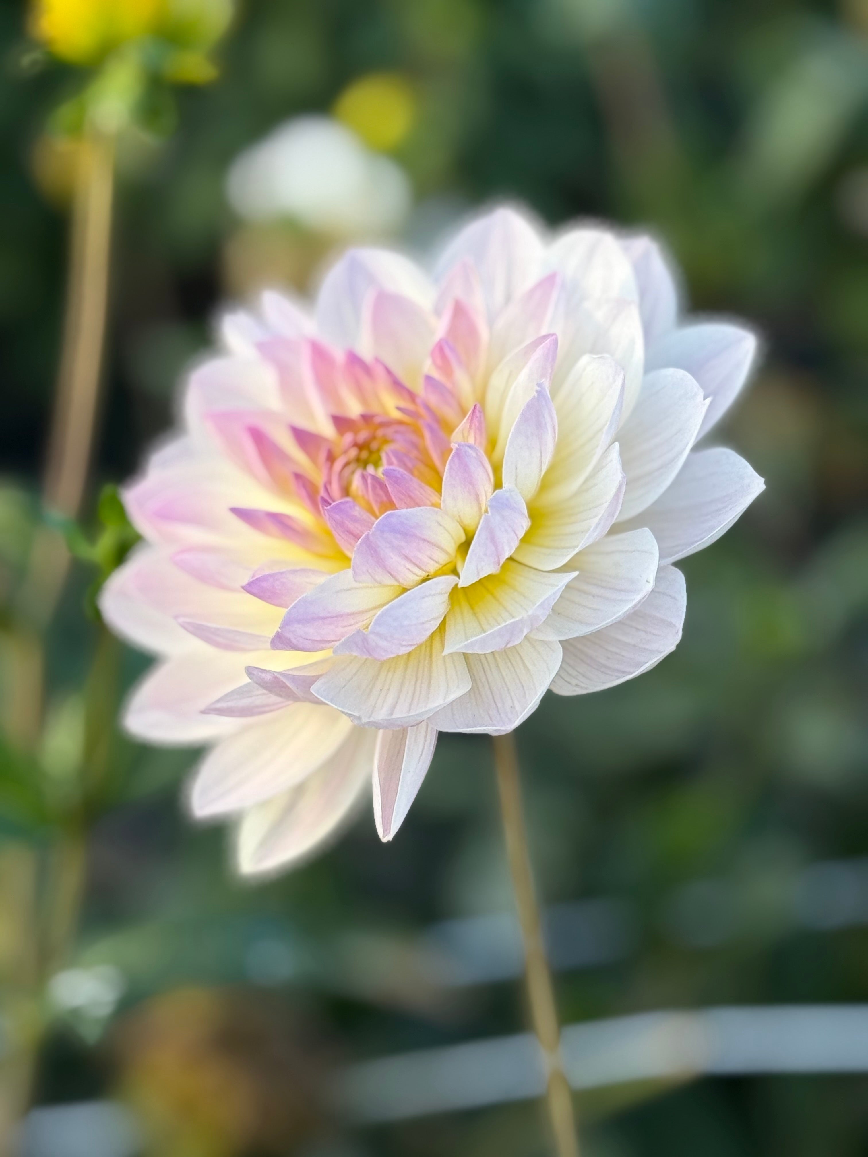 Hollyhill Lilibet – Muddy Hill Flower Farm