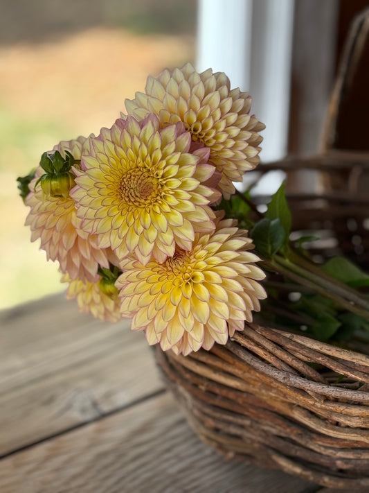 Bloomquist Blush