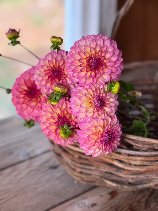 Bloomquist Fredene