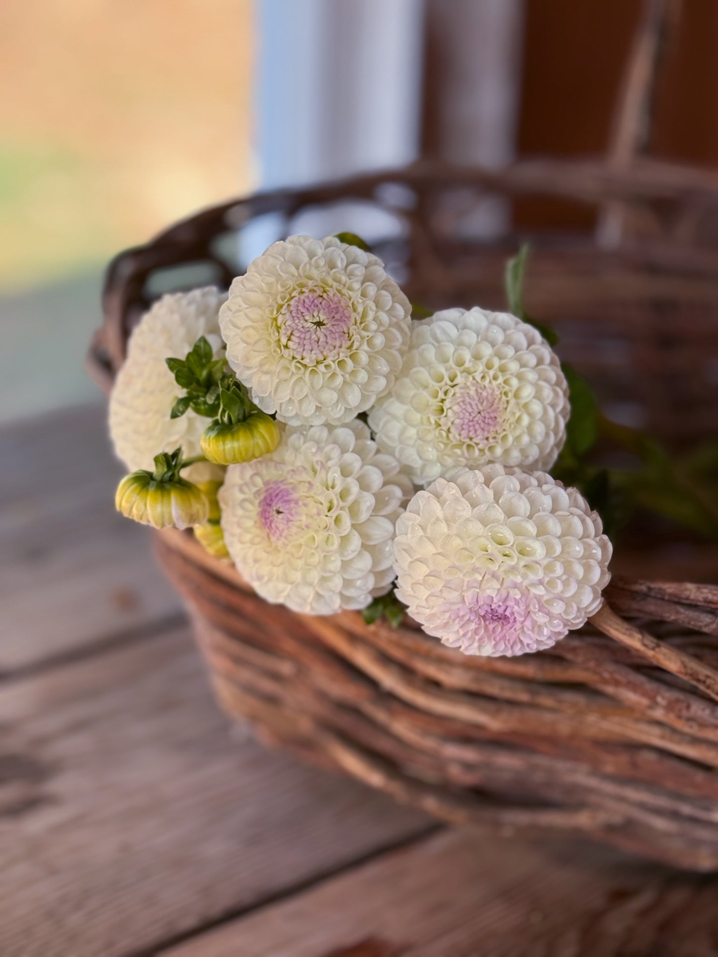 Hollyhill Miss White