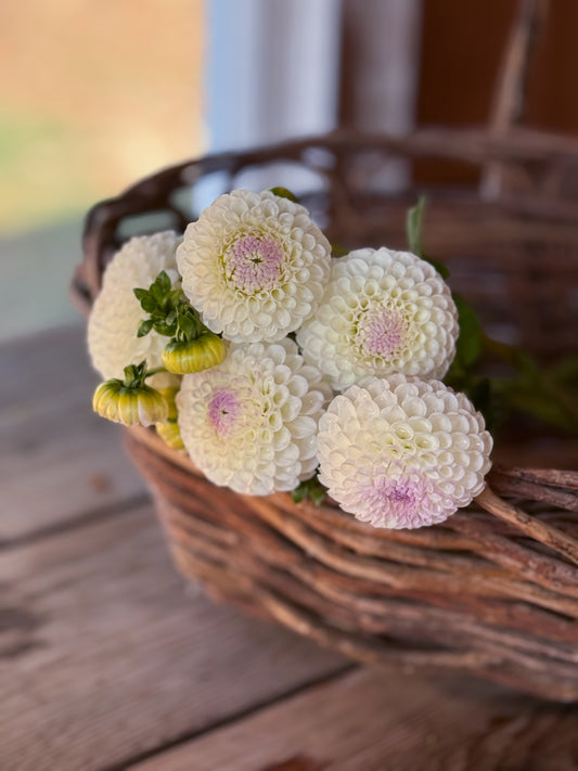 Hollyhill Miss White