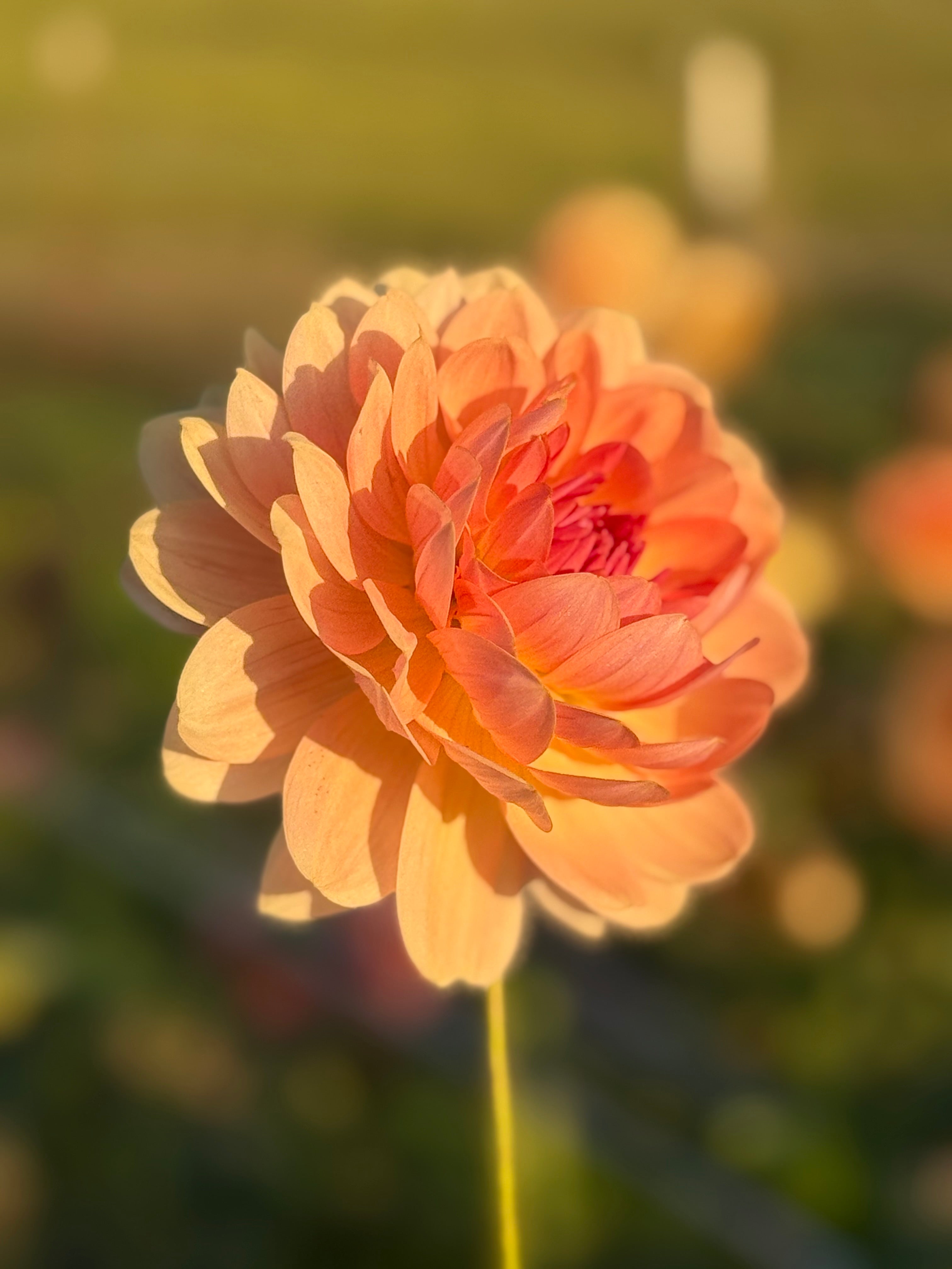 Dahlia Tubers – Page 4 – Muddy Hill Flower Farm