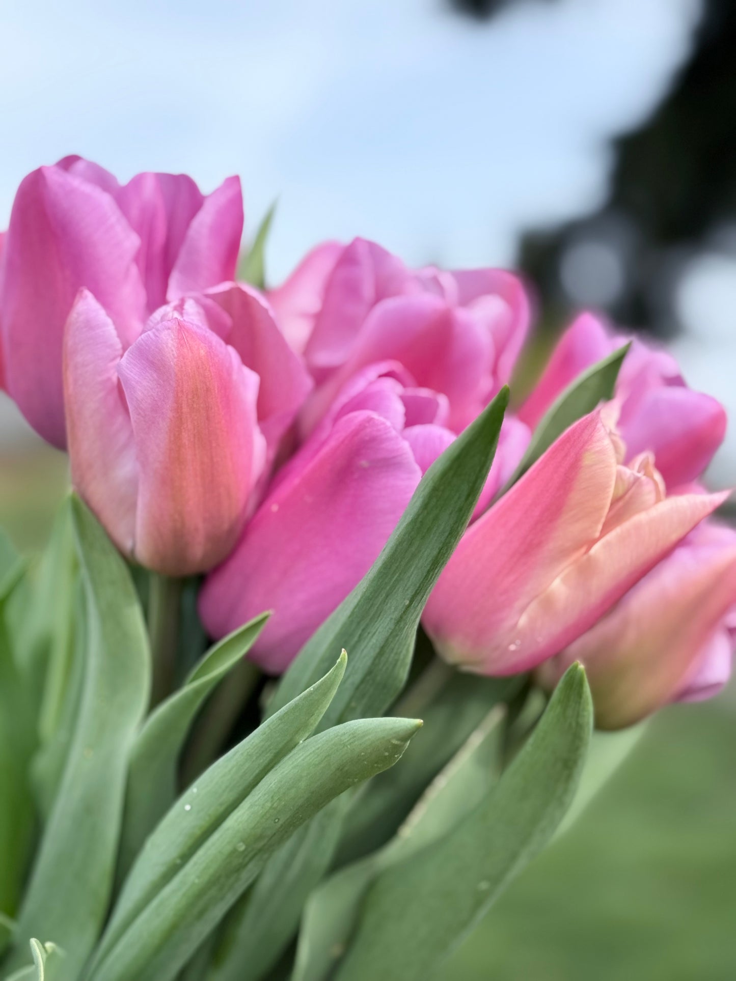 Mother's Day Bouquet -Farm Pickup