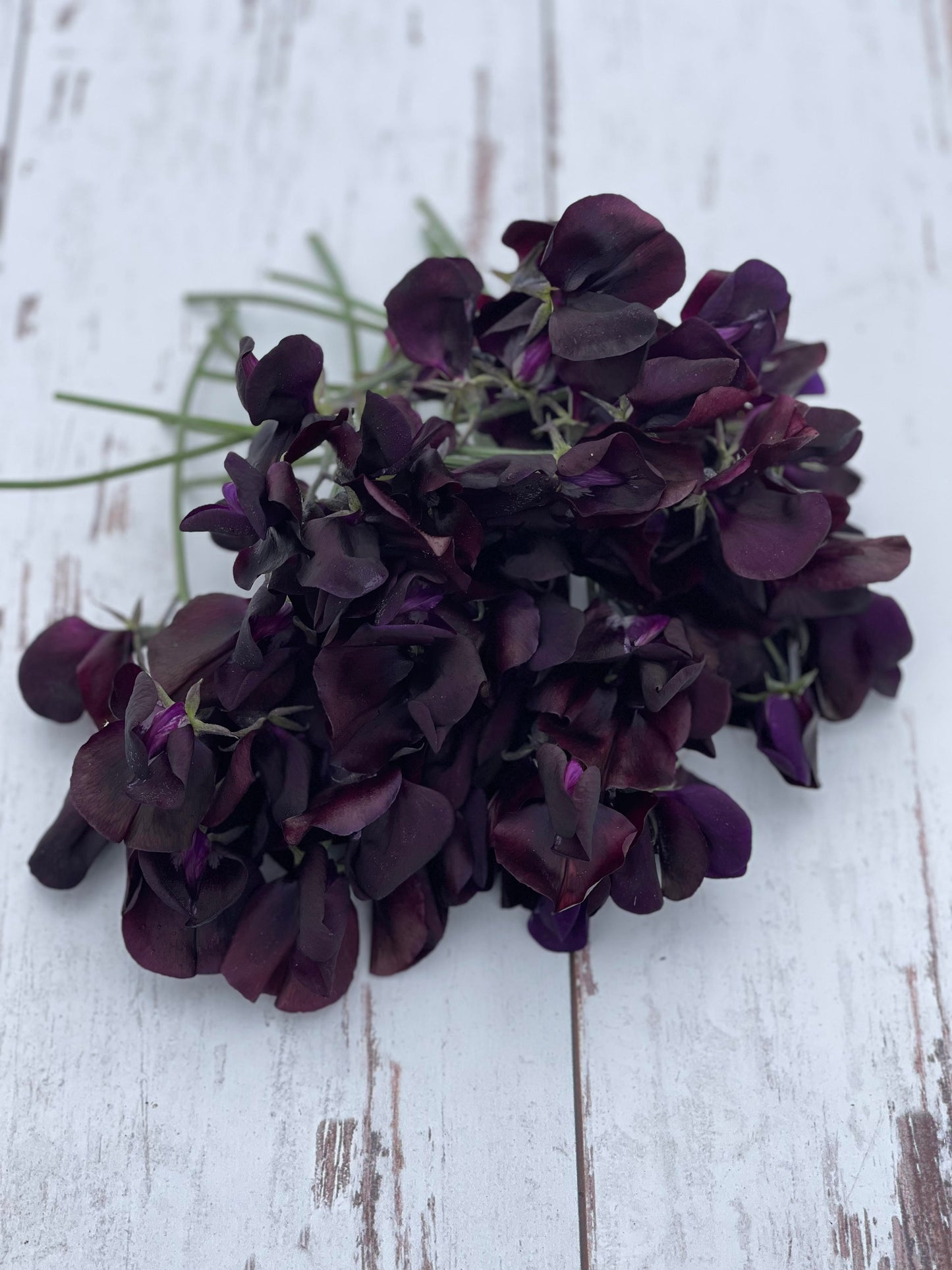 Sweet Pea Almost Black