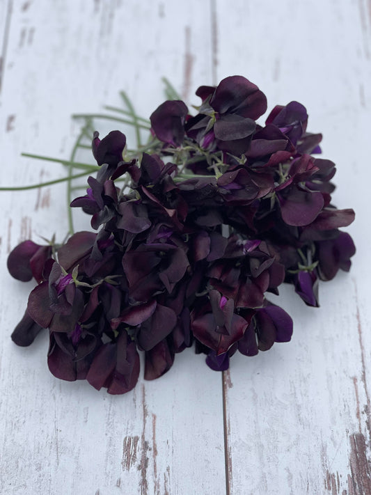 Sweet Pea Almost Black