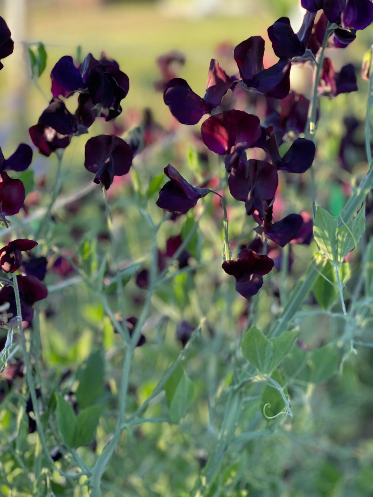 Sweet Pea Almost Black