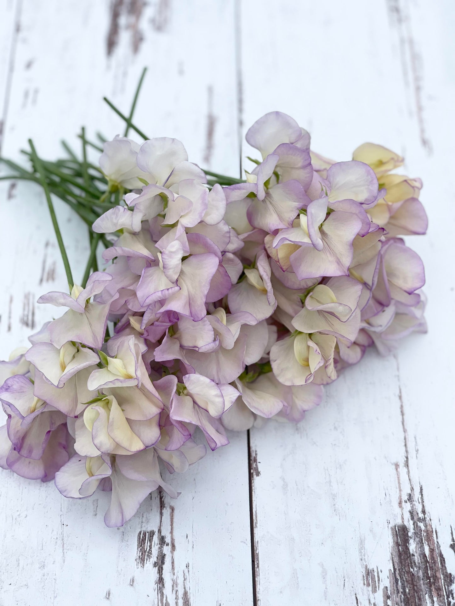 Sweet Pea April in Paris