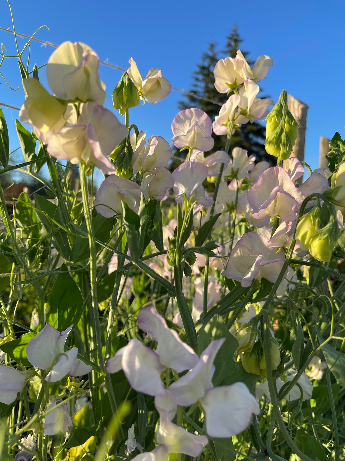 Sweet Pea April in Paris