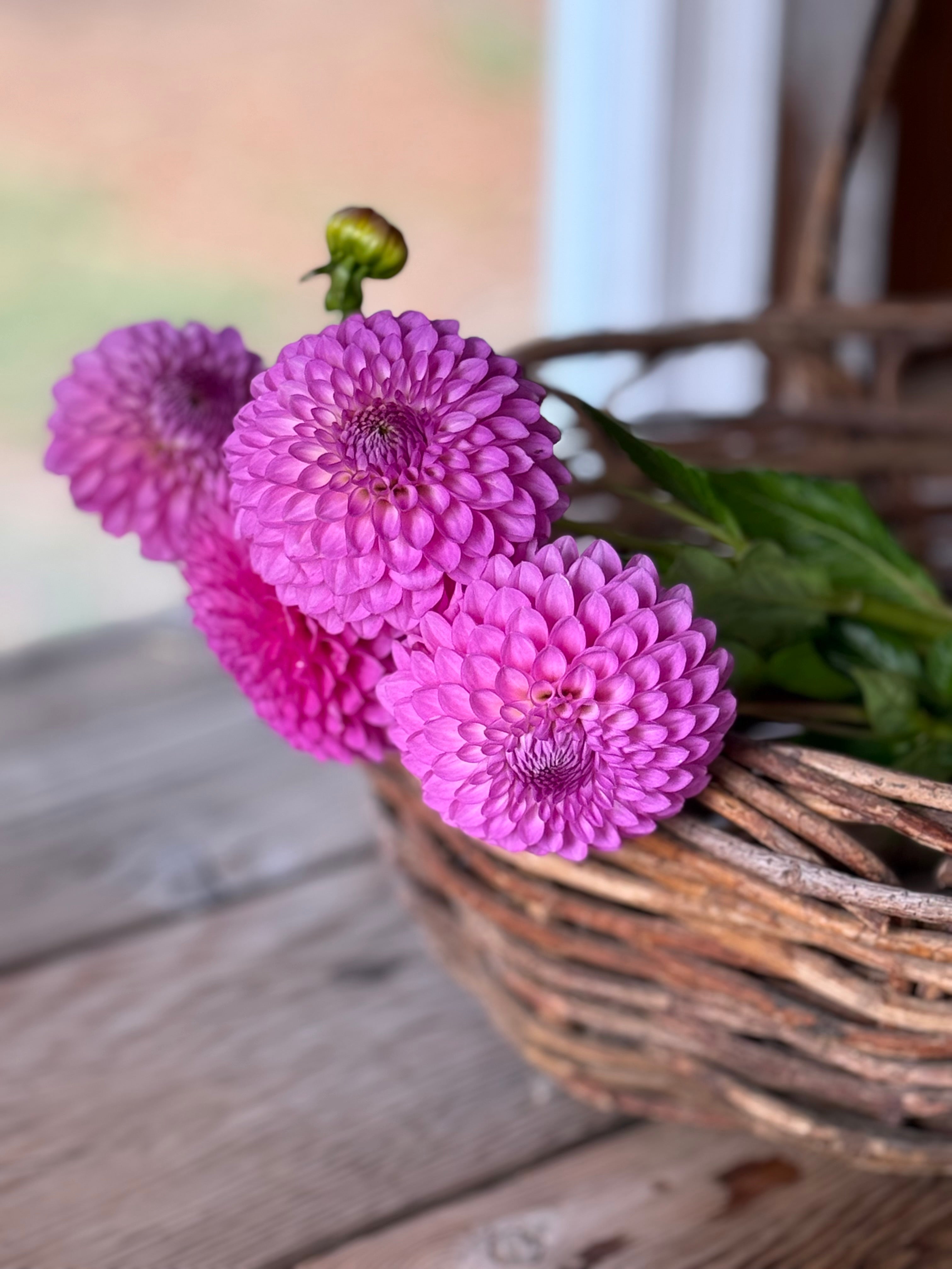 ダリアフラワー Dahlia Tubers – Page 4 – Muddy Hill Flower Farm