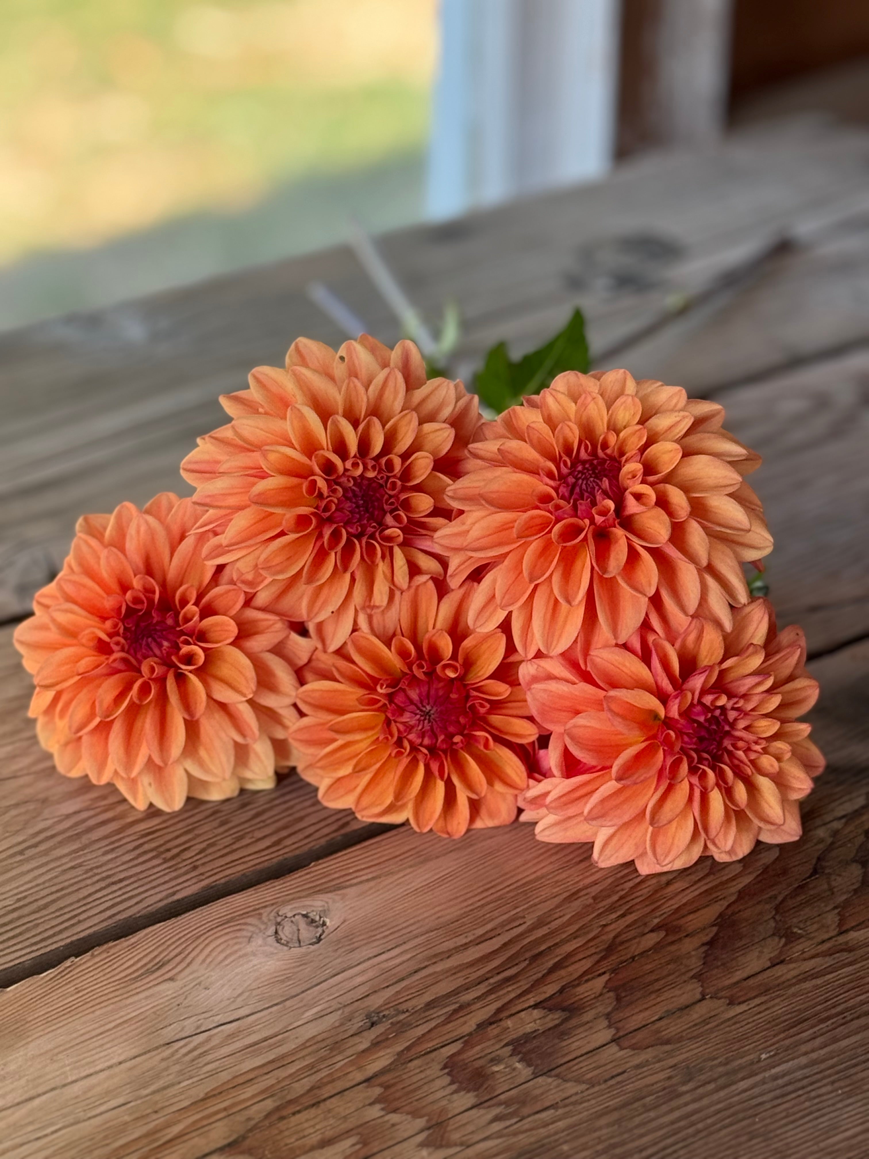 Dahlia Tubers – Page 4 – Muddy Hill Flower Farm