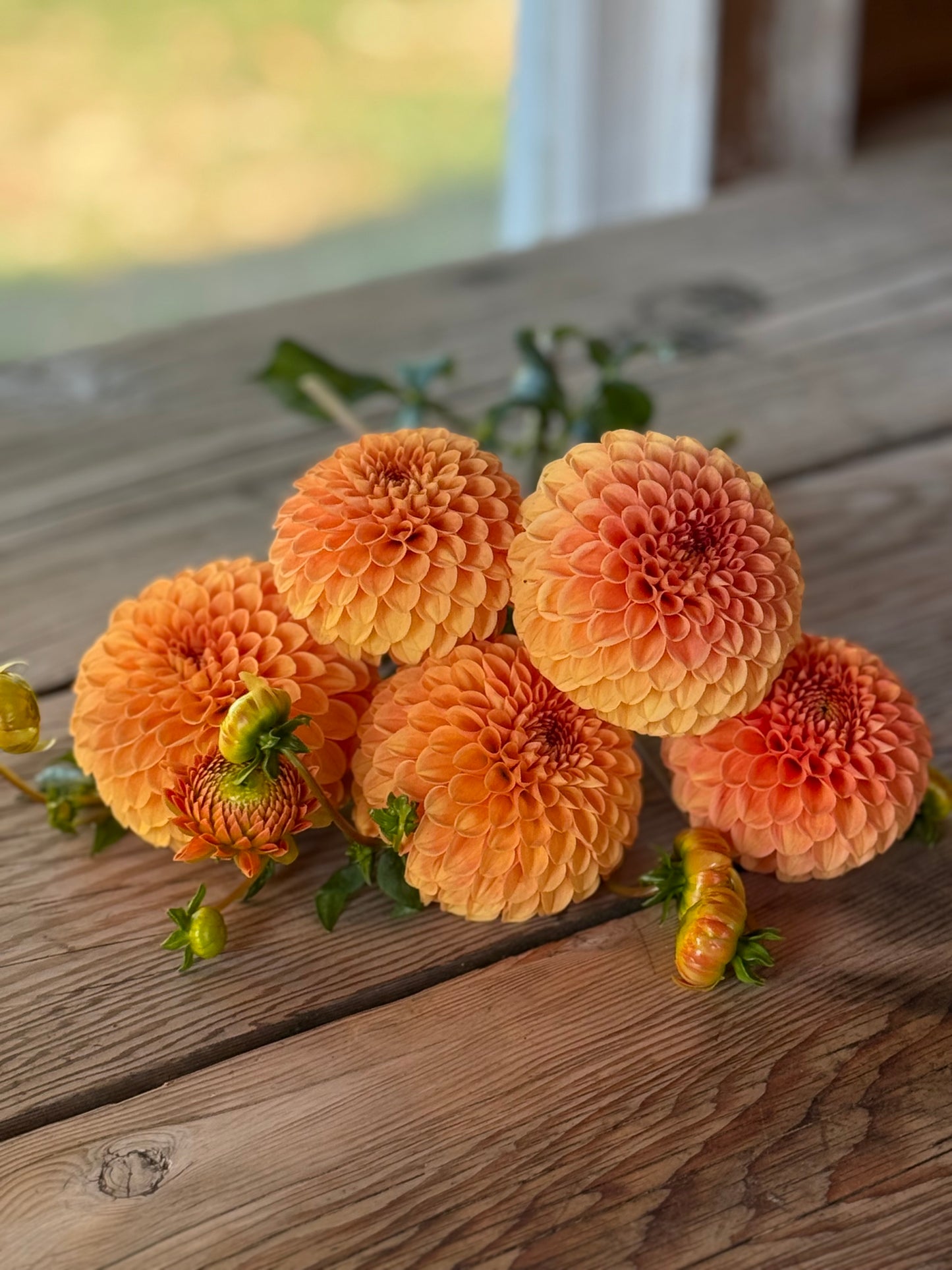 Caleb's Orange Crush