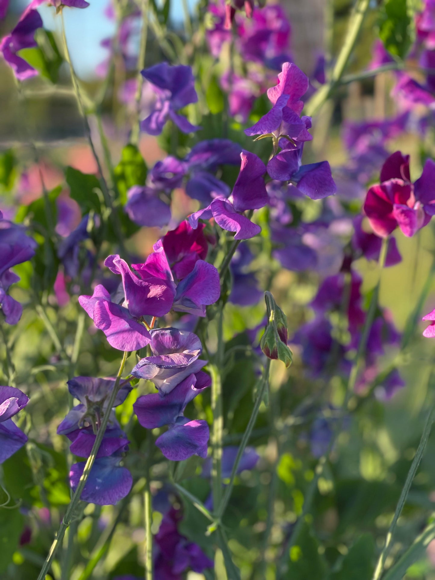 Sweet Pea Blue Shift