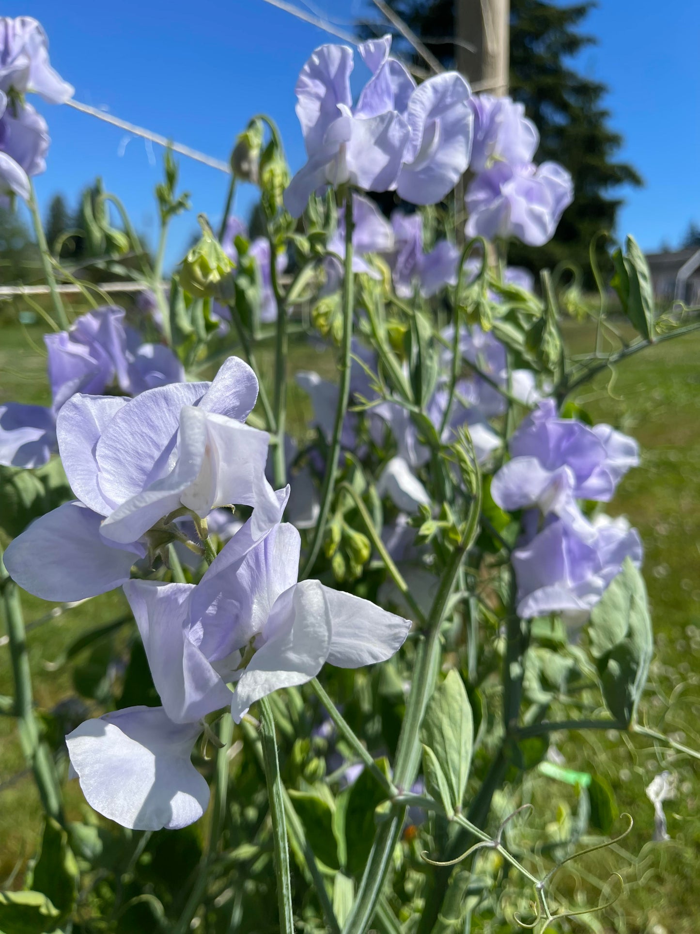 Sweet Pea Bristol