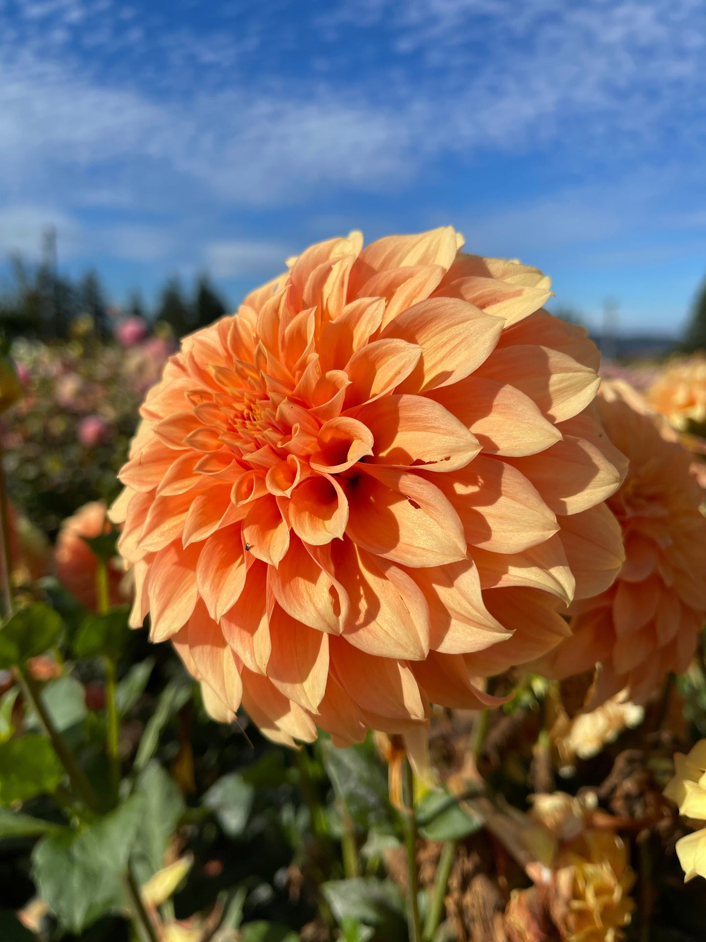 Bracken Palomino