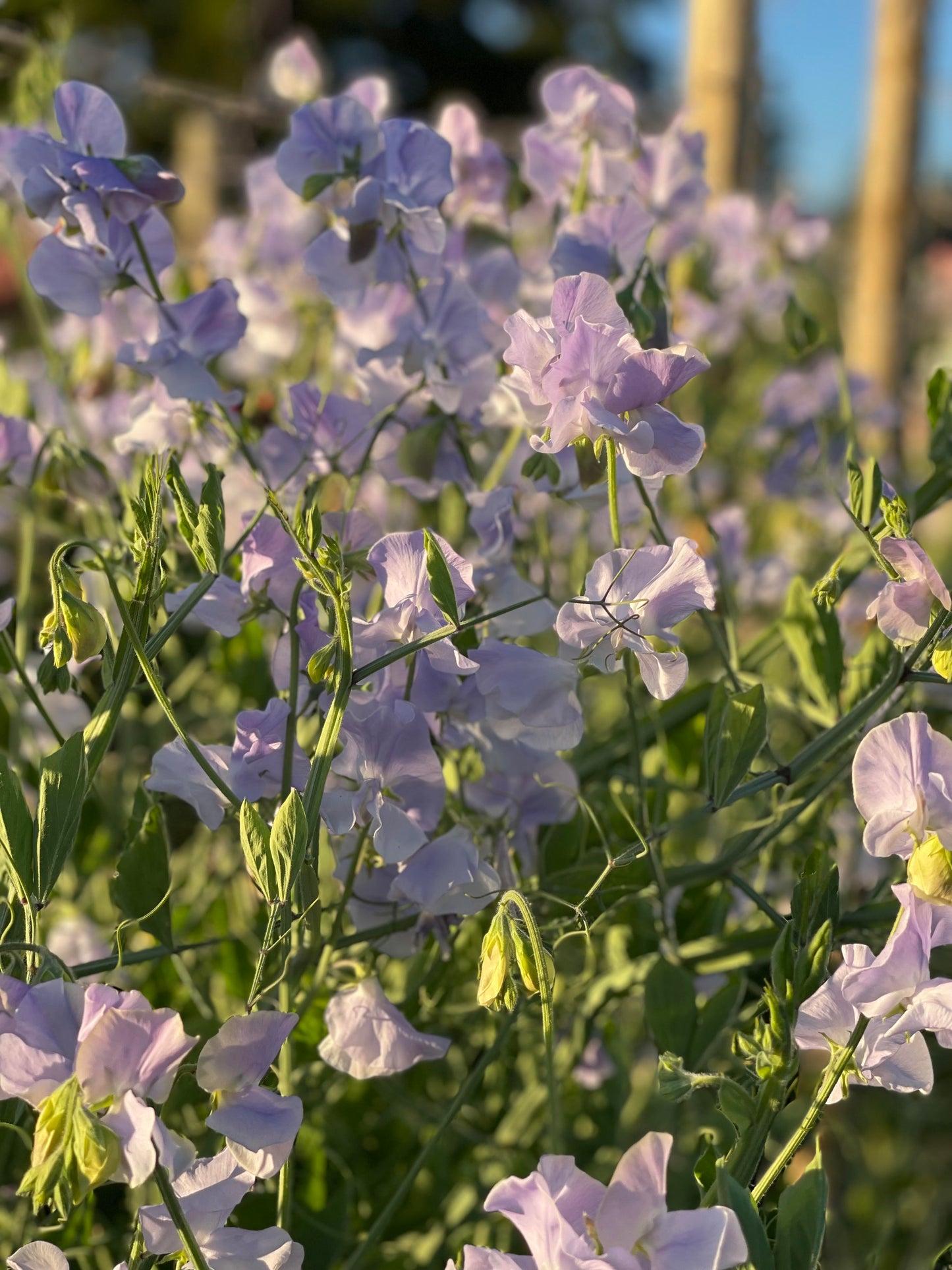 Sweet Pea Chelsea Centenary