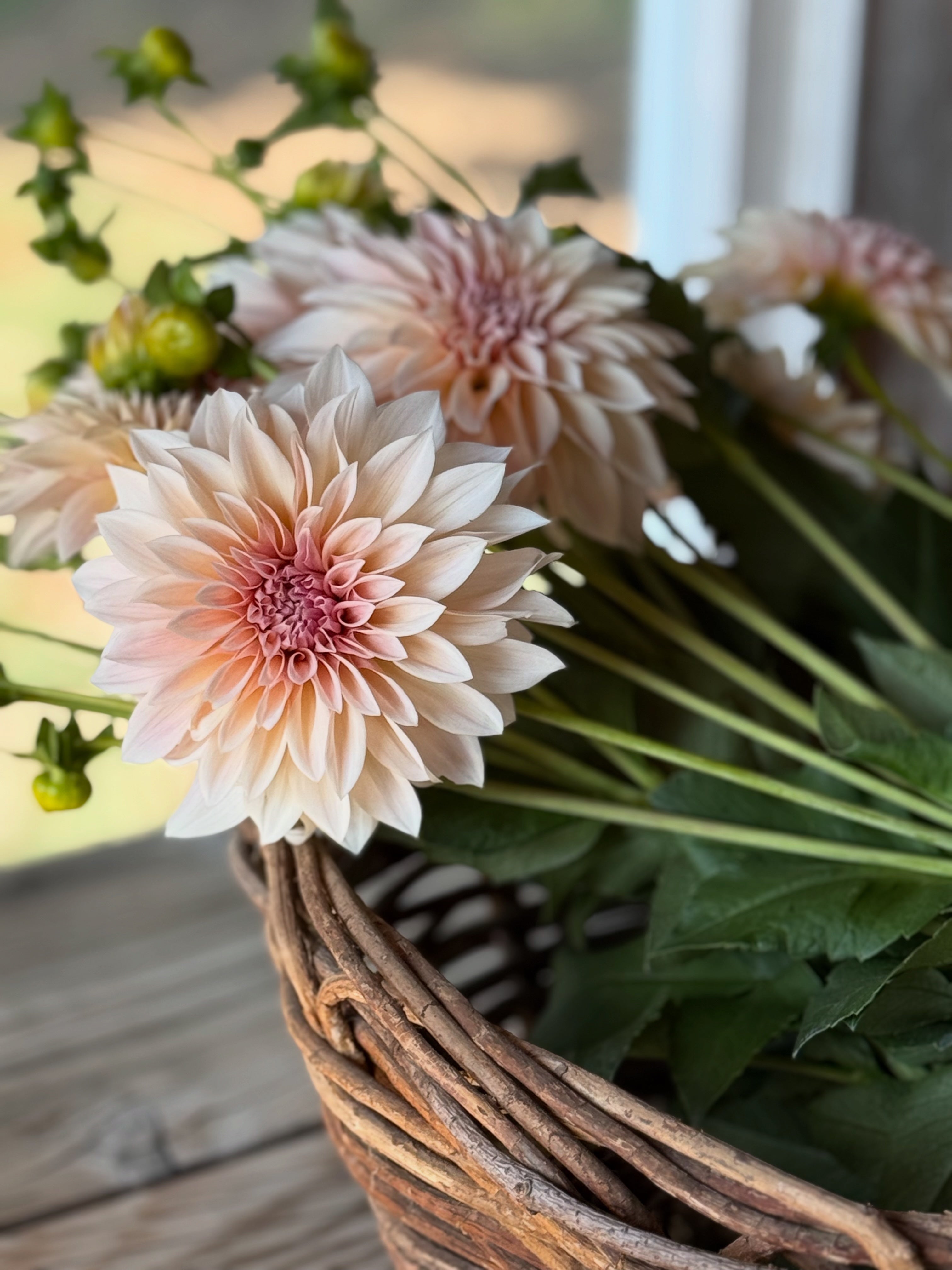 Jolene (Cafe au Lait Mini) – Muddy Hill Flower Farm
