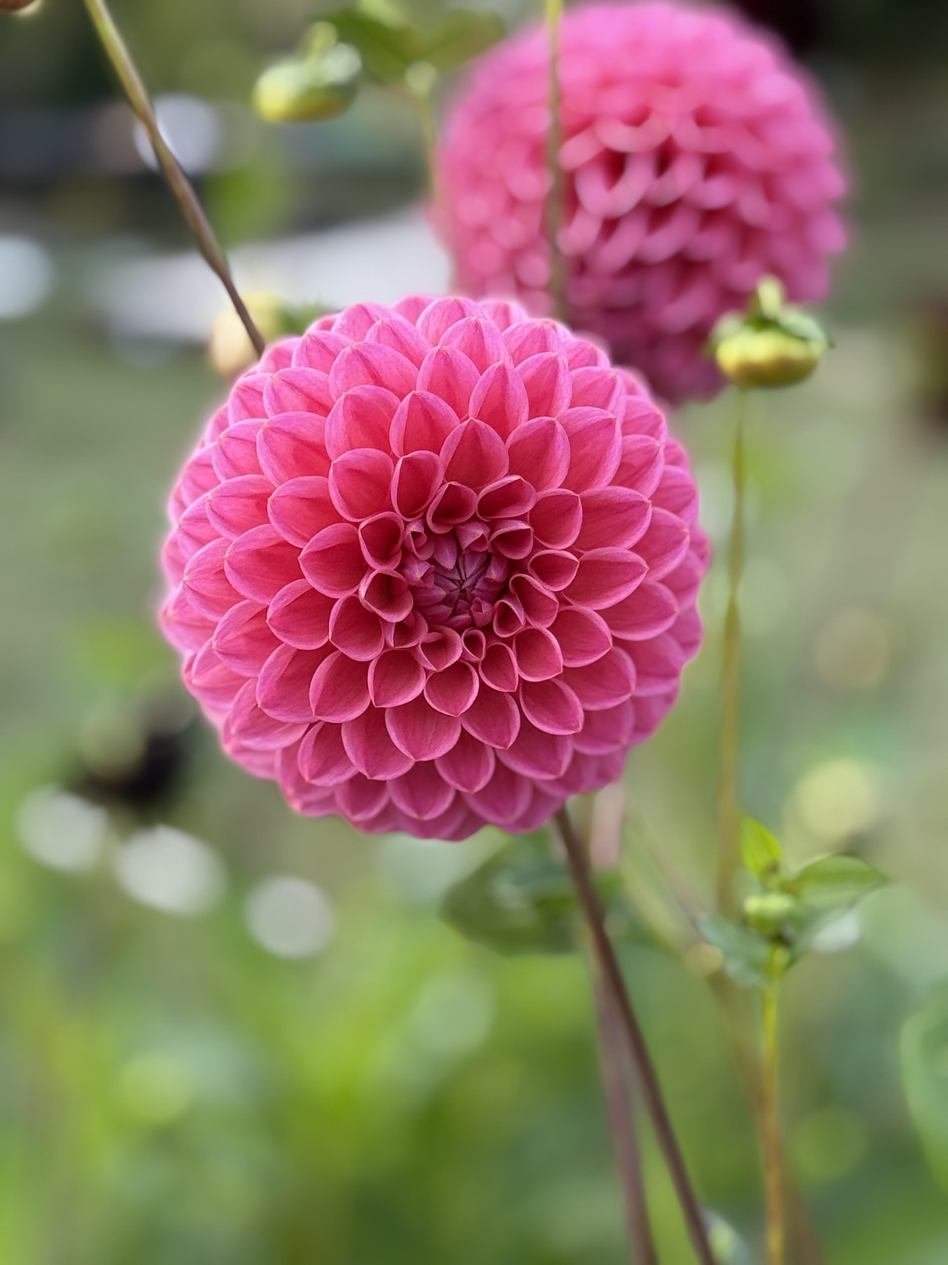 Dahlia Tubers – Page 4 – Muddy Hill Flower Farm