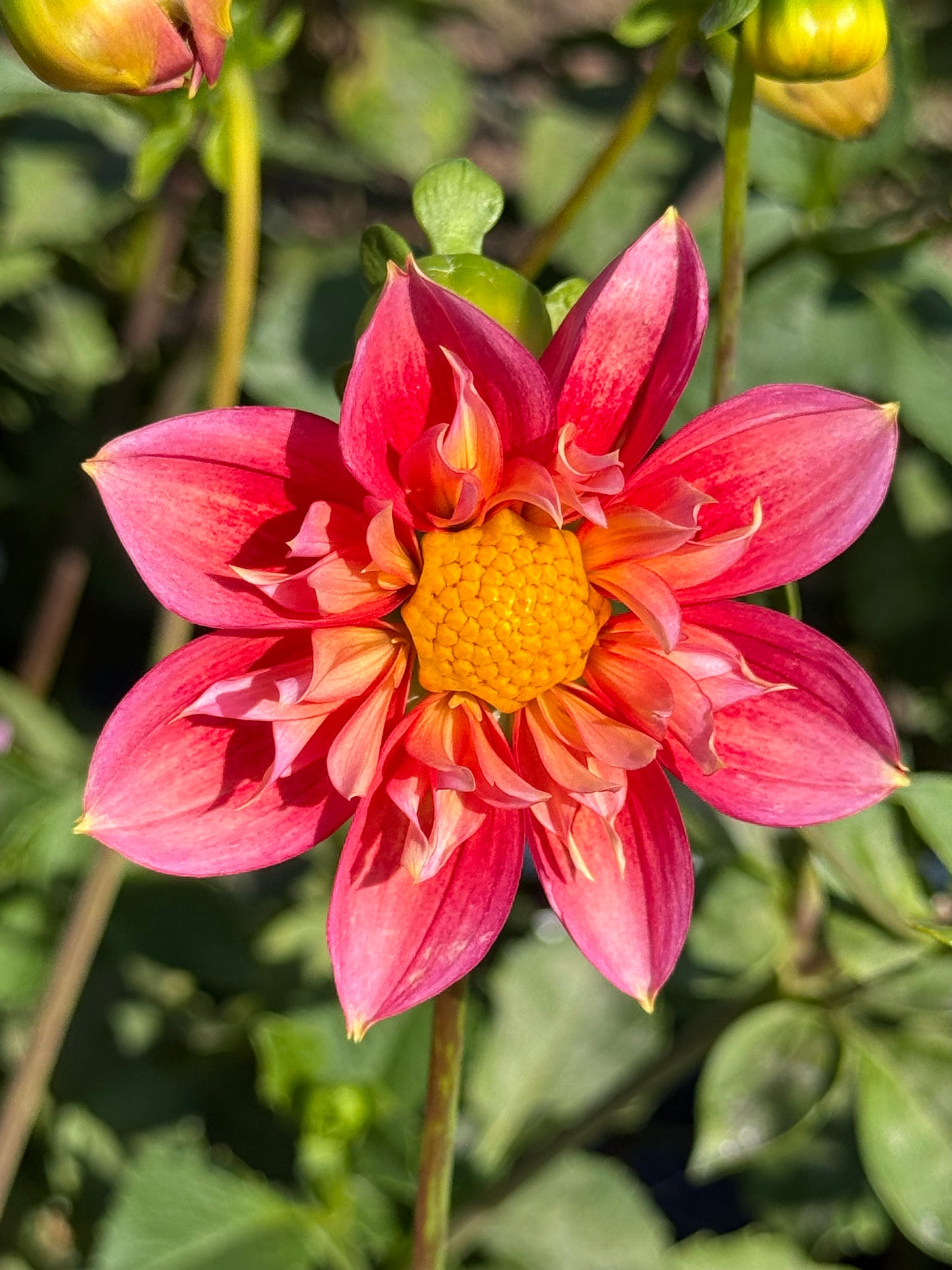 Collarette Dahlia Seeds