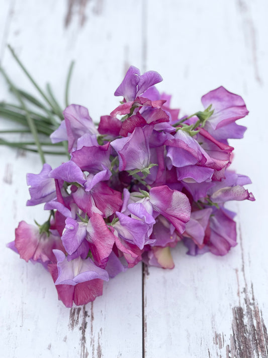 Sweet Pea Enchante