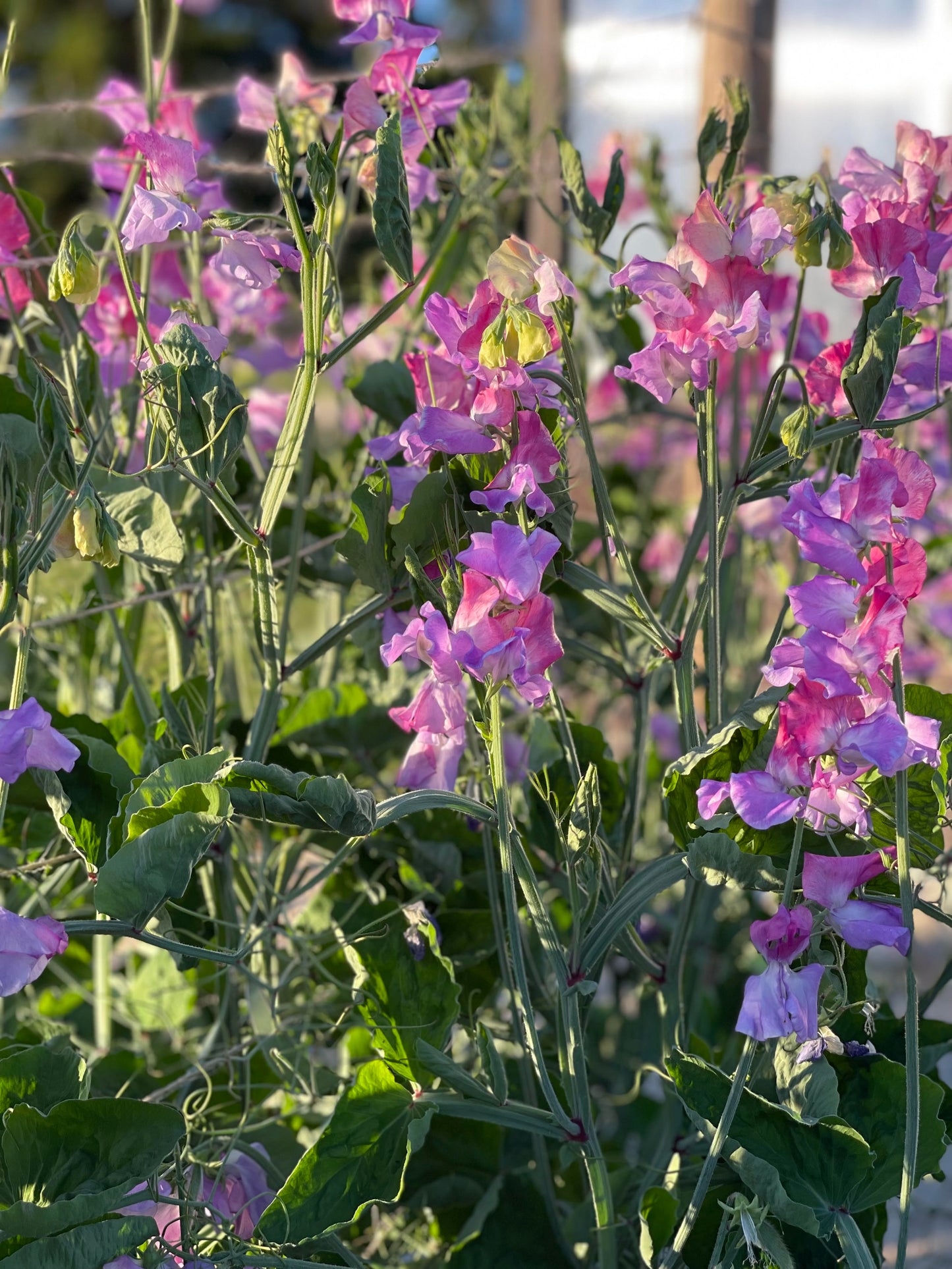 Sweet Pea Enchante