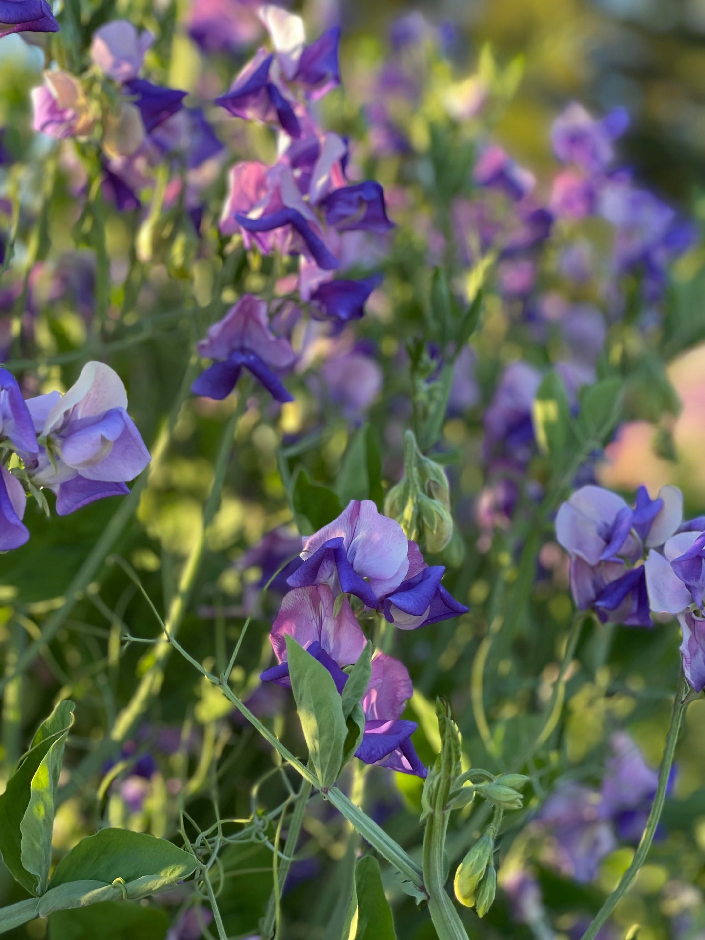 Sweet Pea Erewhon