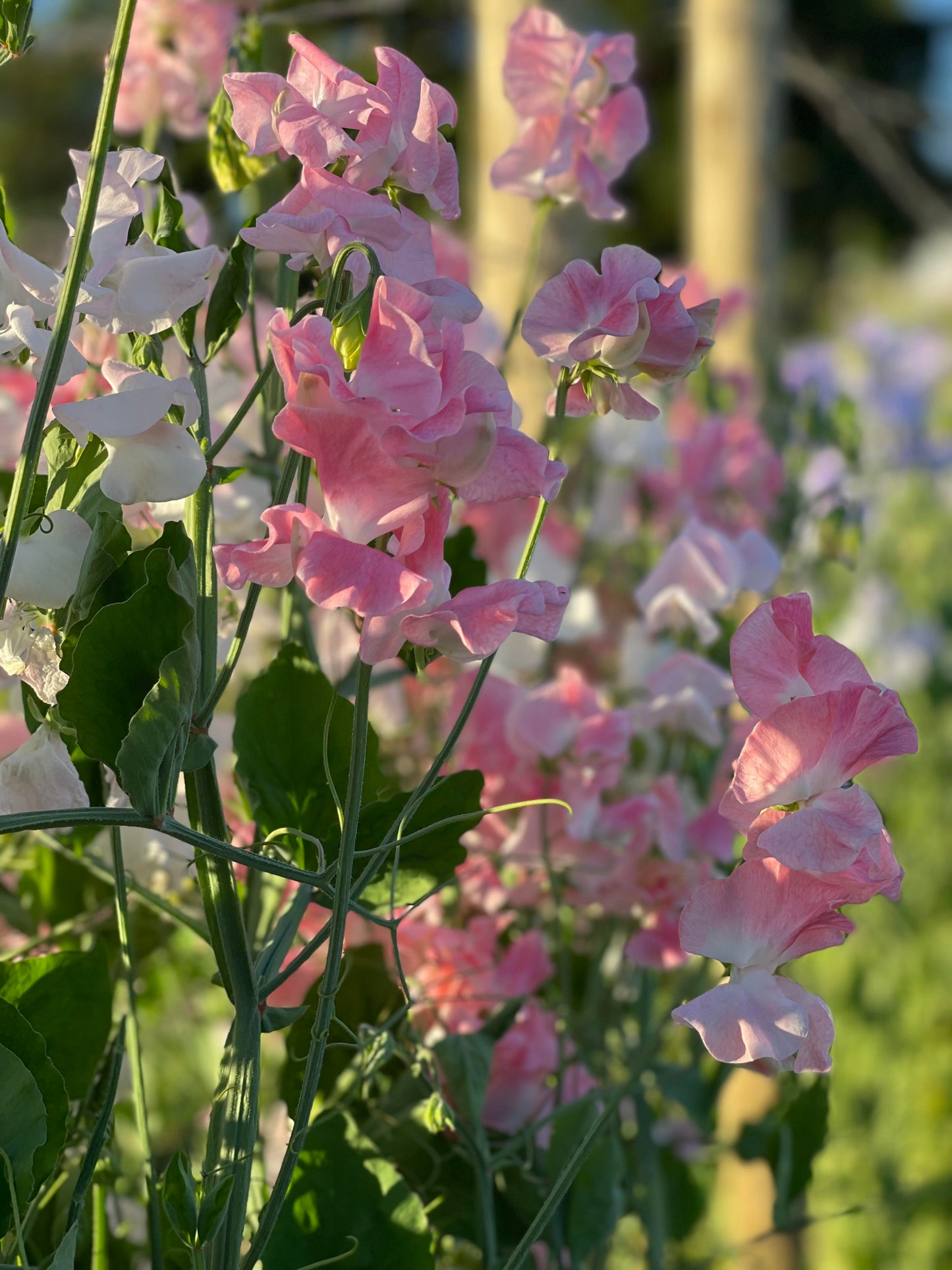 Sweet Pea John Grey