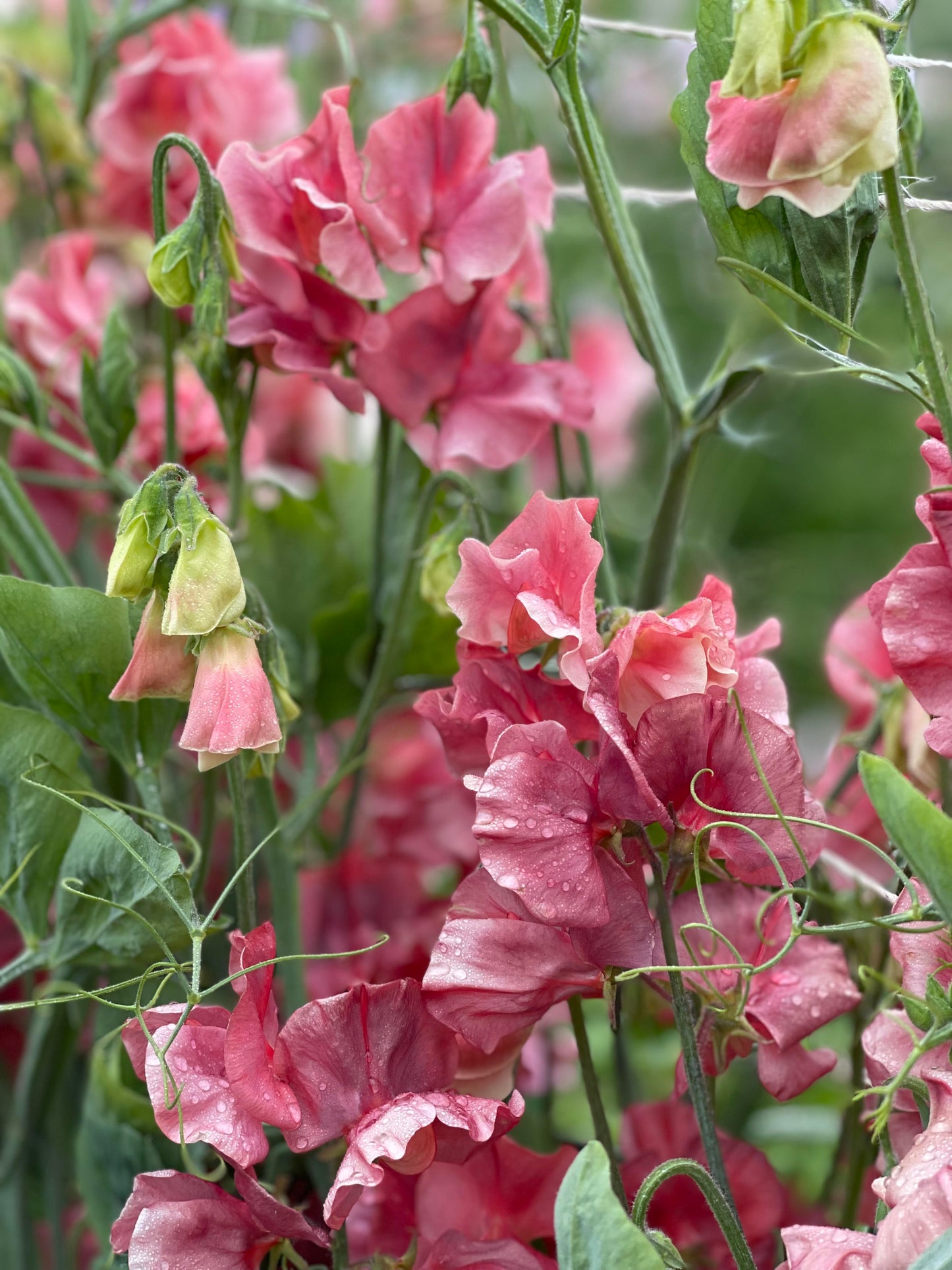 Sweet Pea King's Ransom