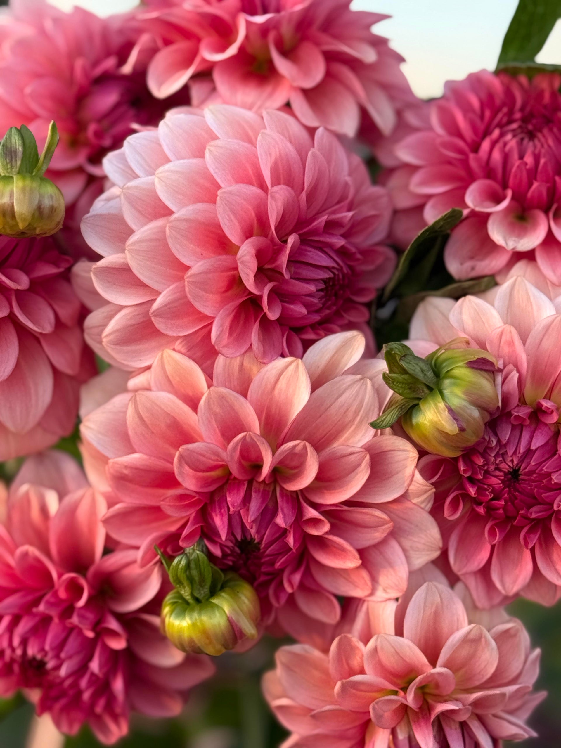 Levi's Dreamwalk *LIMIT ONE* – Muddy Hill Flower Farm