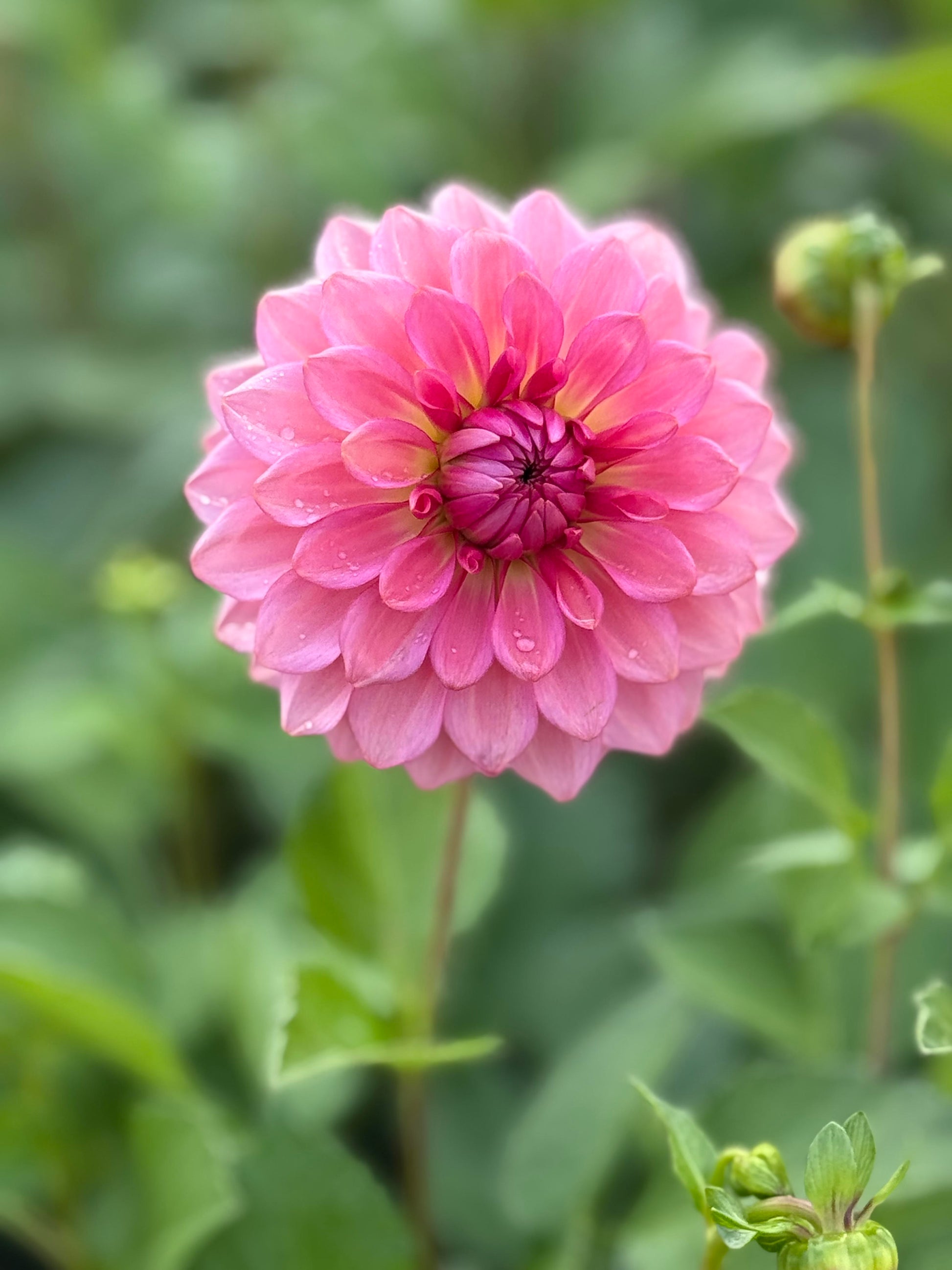 levi plant Levi's Dreamwalk *LIMIT ONE* – Muddy Hill Flower Farm