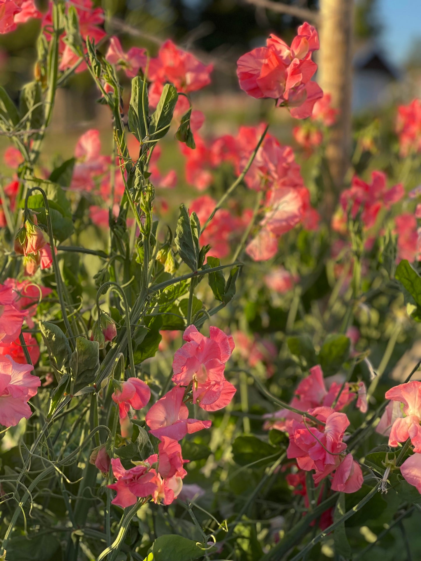 Sweet Pea Marjorie Carrier