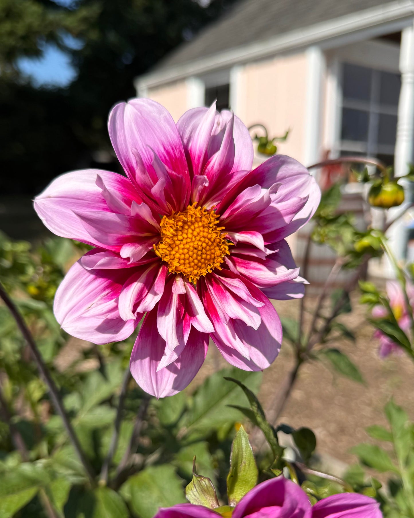 Molly's Whimsy