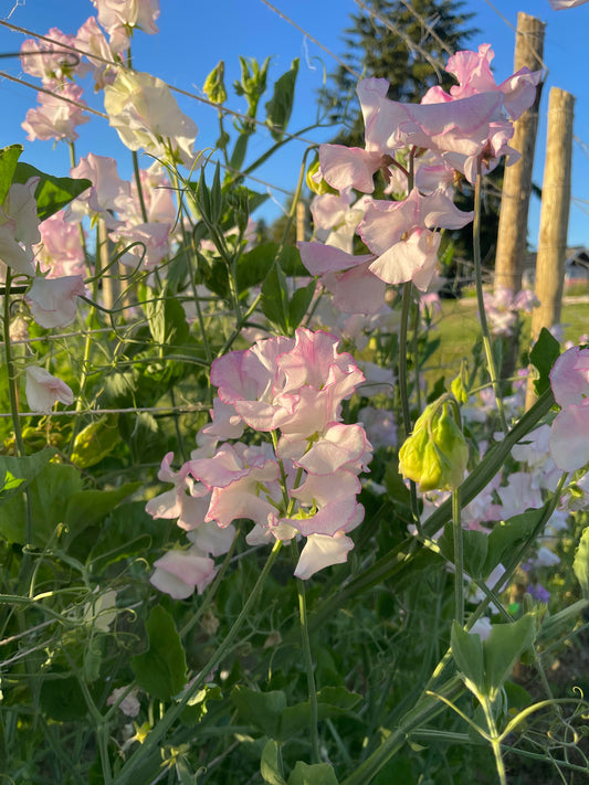 Sweet Pea Blush Mix