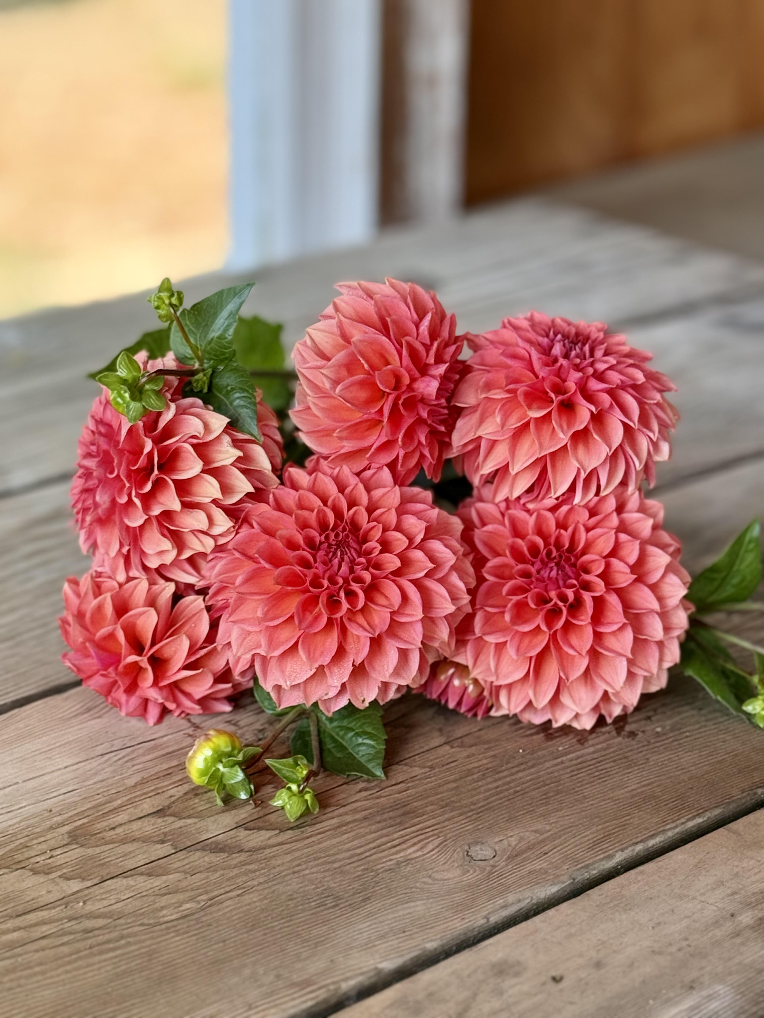 RM Pink Sugar – Muddy Hill Flower Farm