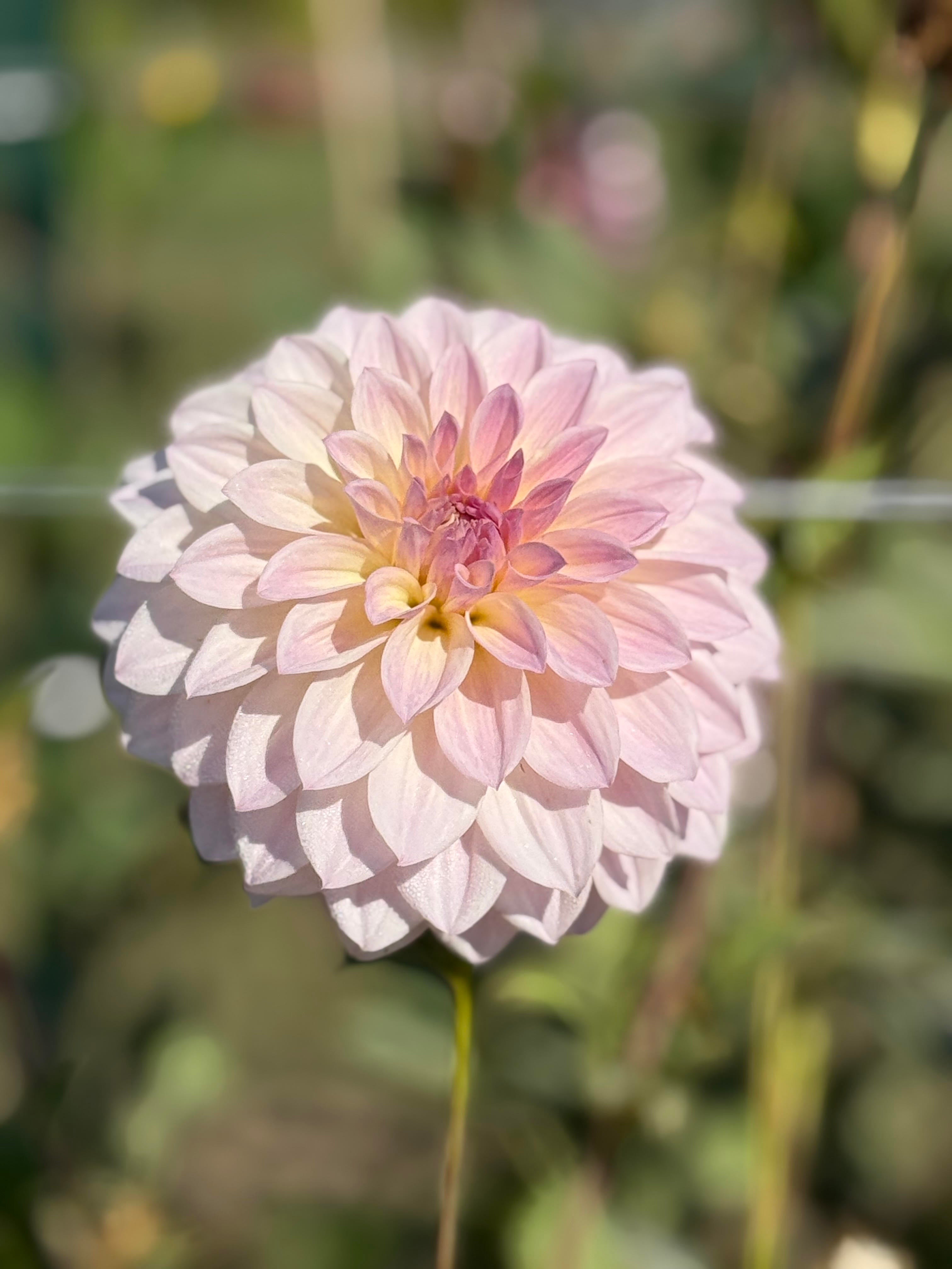 RM Rainier – Muddy Hill Flower Farm