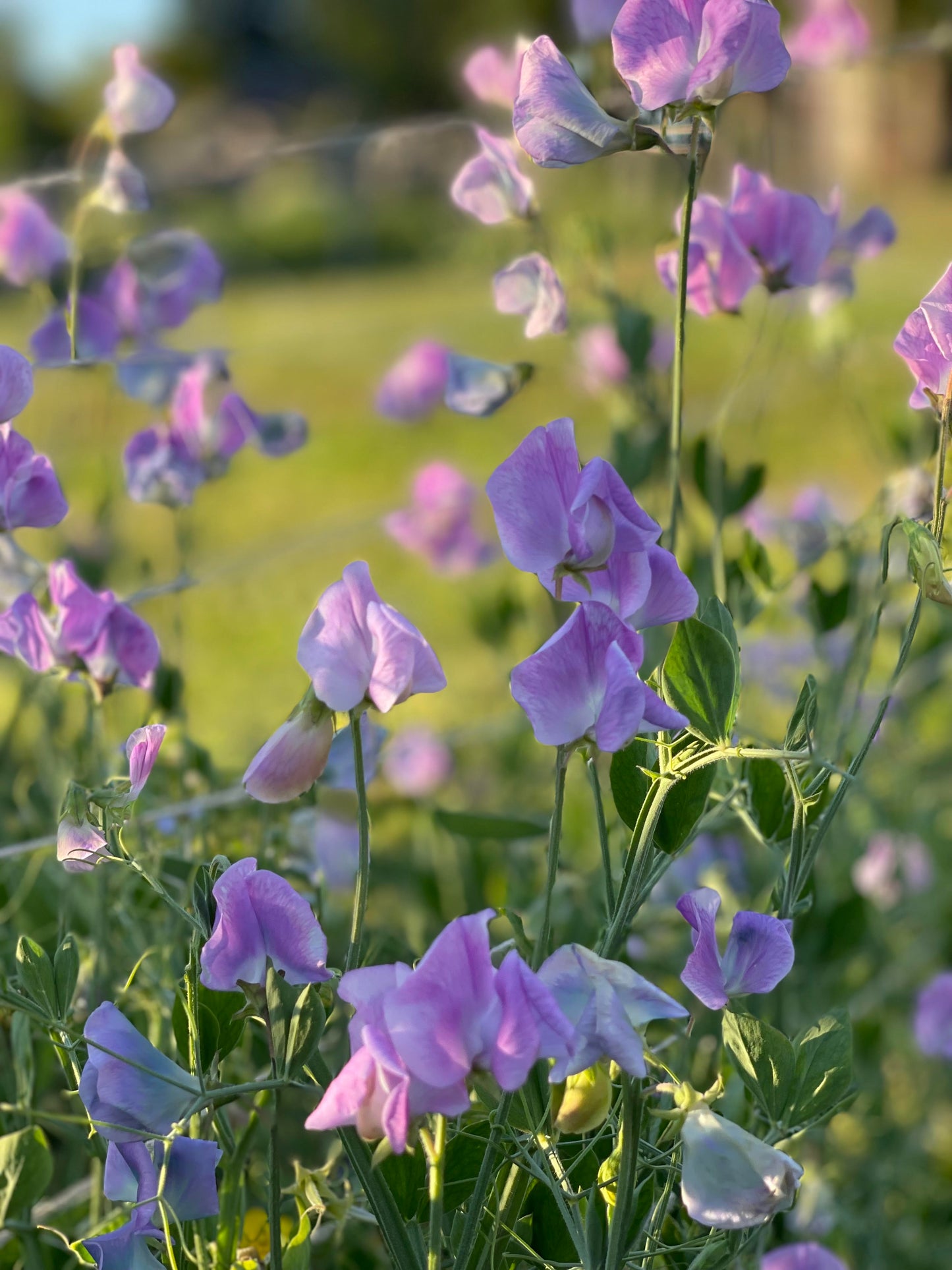 Sweet Pea Turquoise